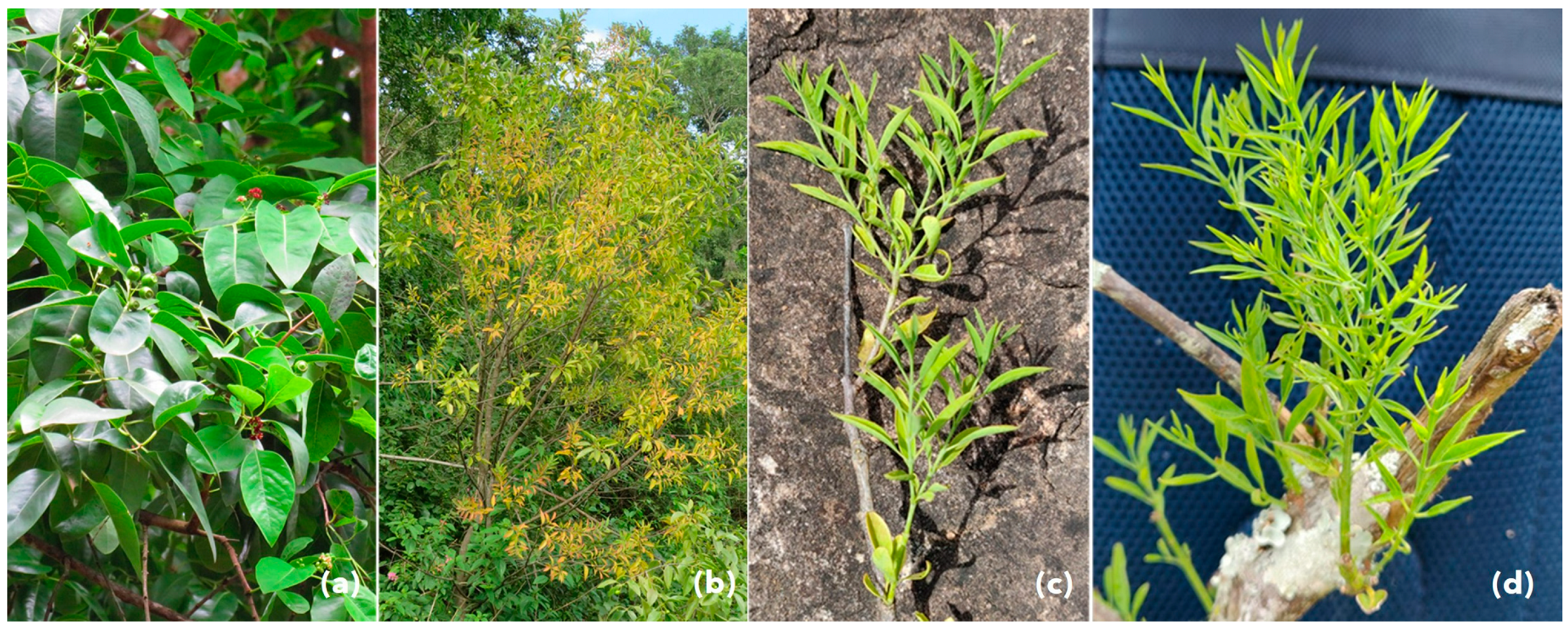 Fungal Diseases of Plants | PDF | Plant Pathology | Branches Of Botany