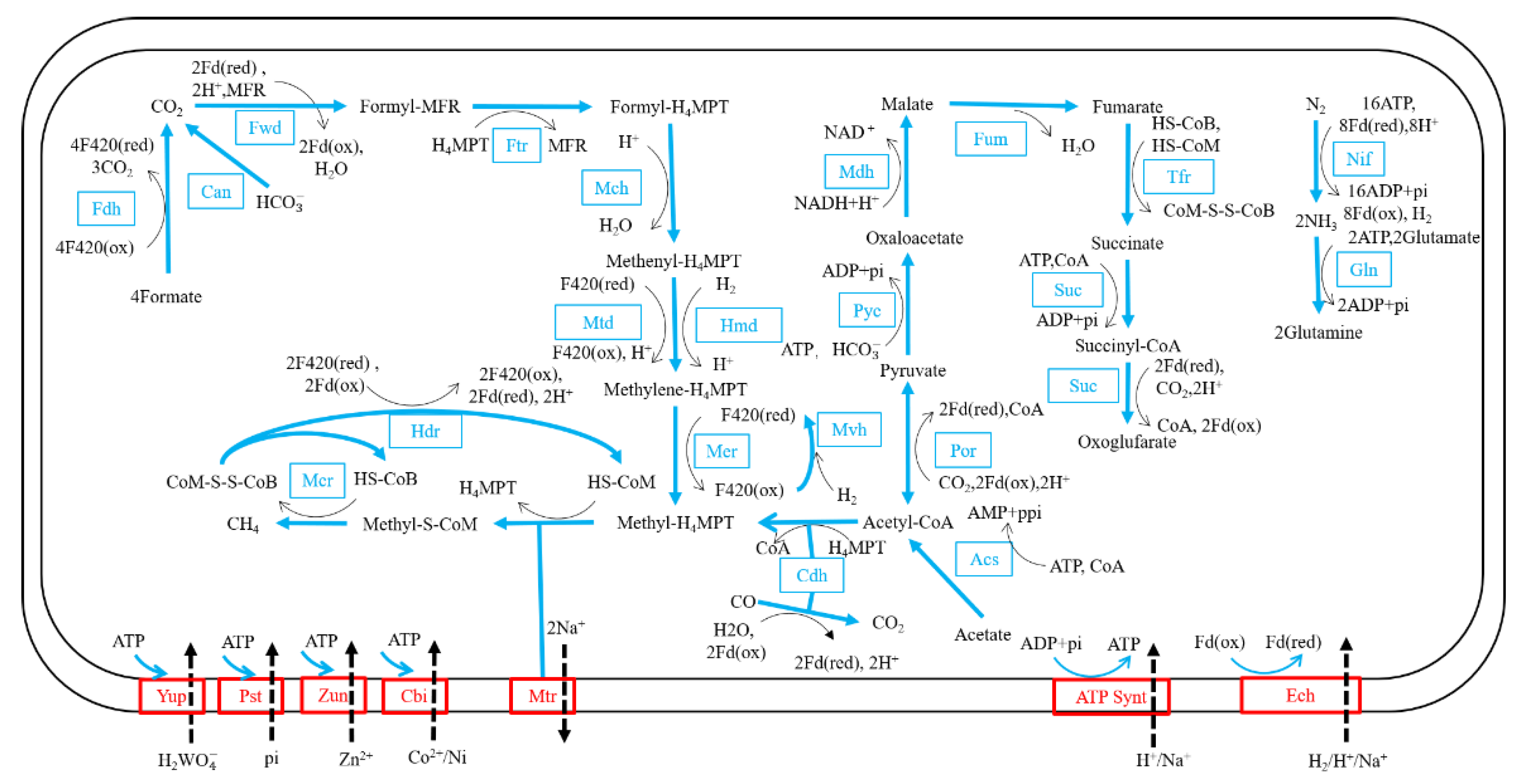 Biology 11 01514 g006 Biology 11 01514 g006
