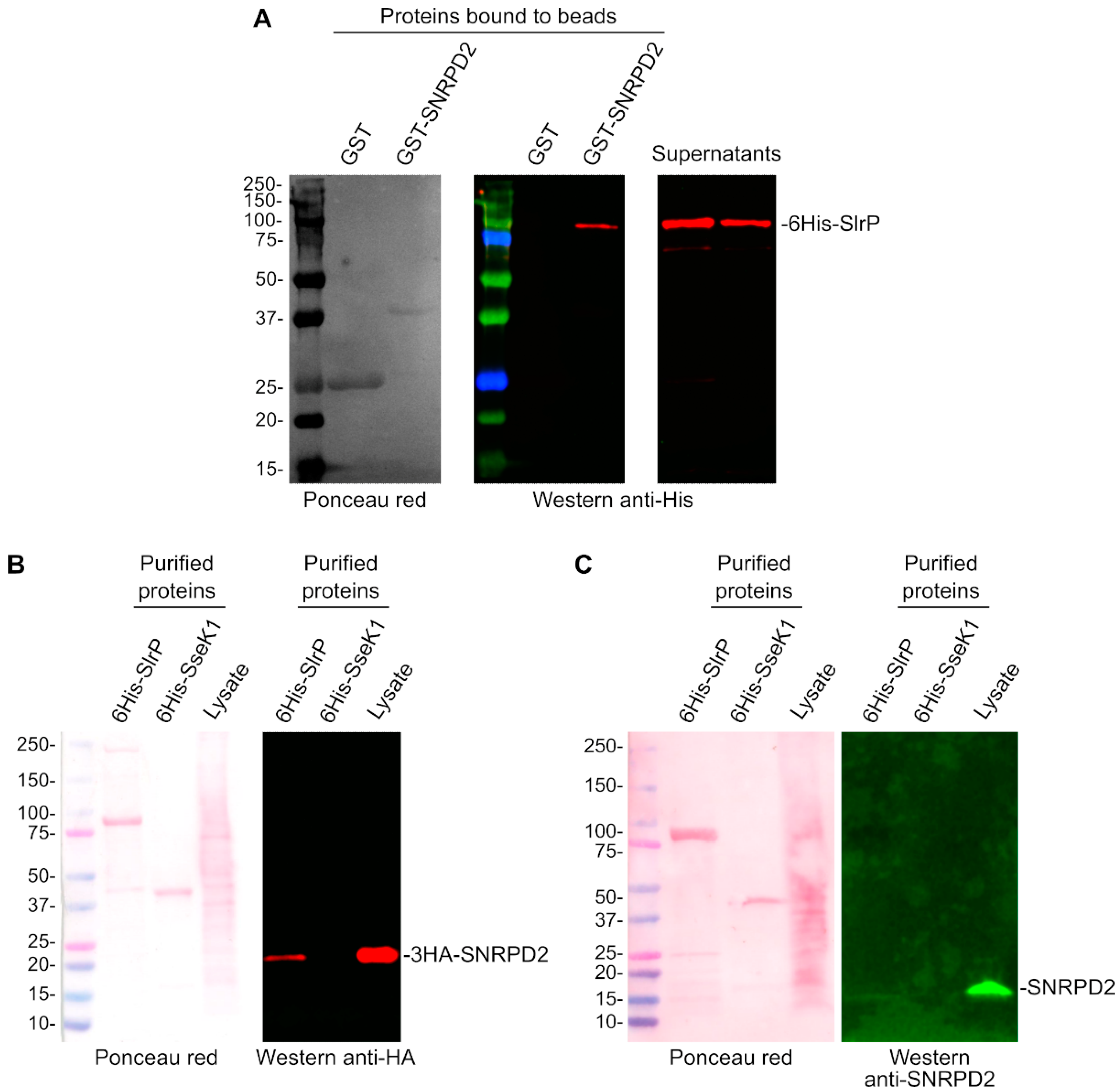 Biology 11 01517 g002 Biology 11 01517 g002