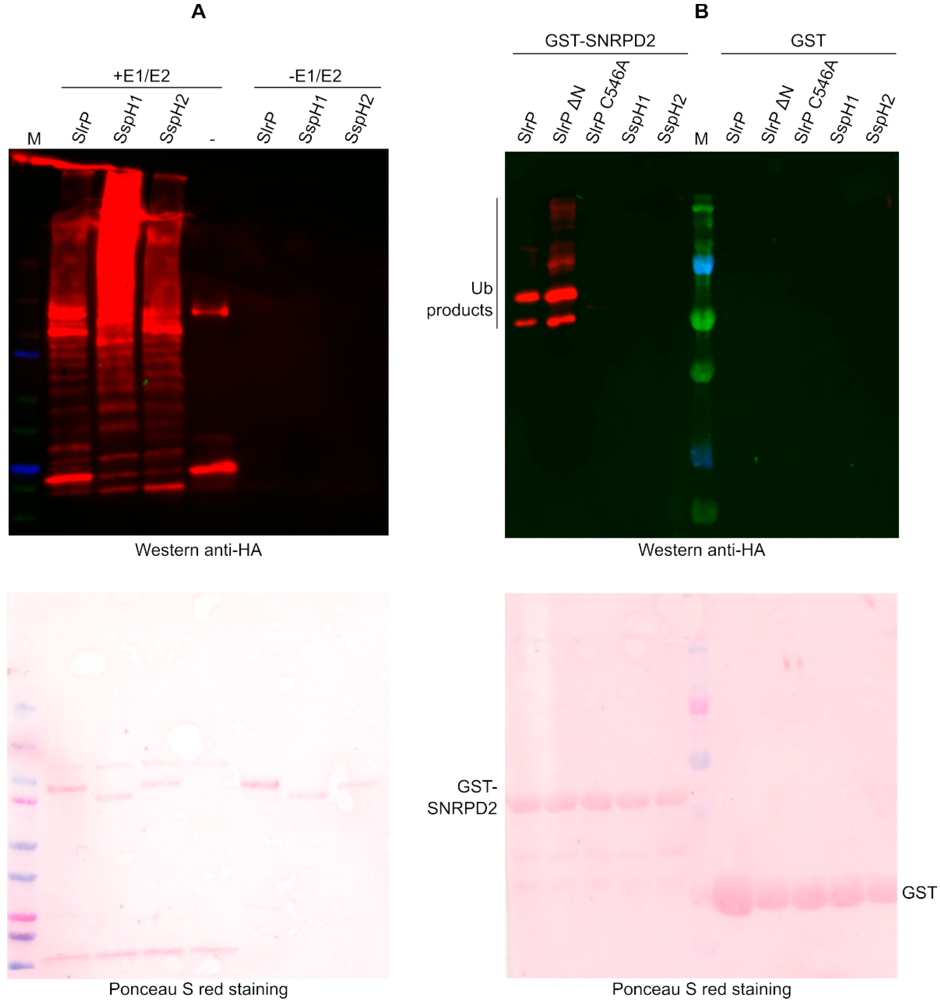 Biology 11 01517 g005 Biology 11 01517 g005