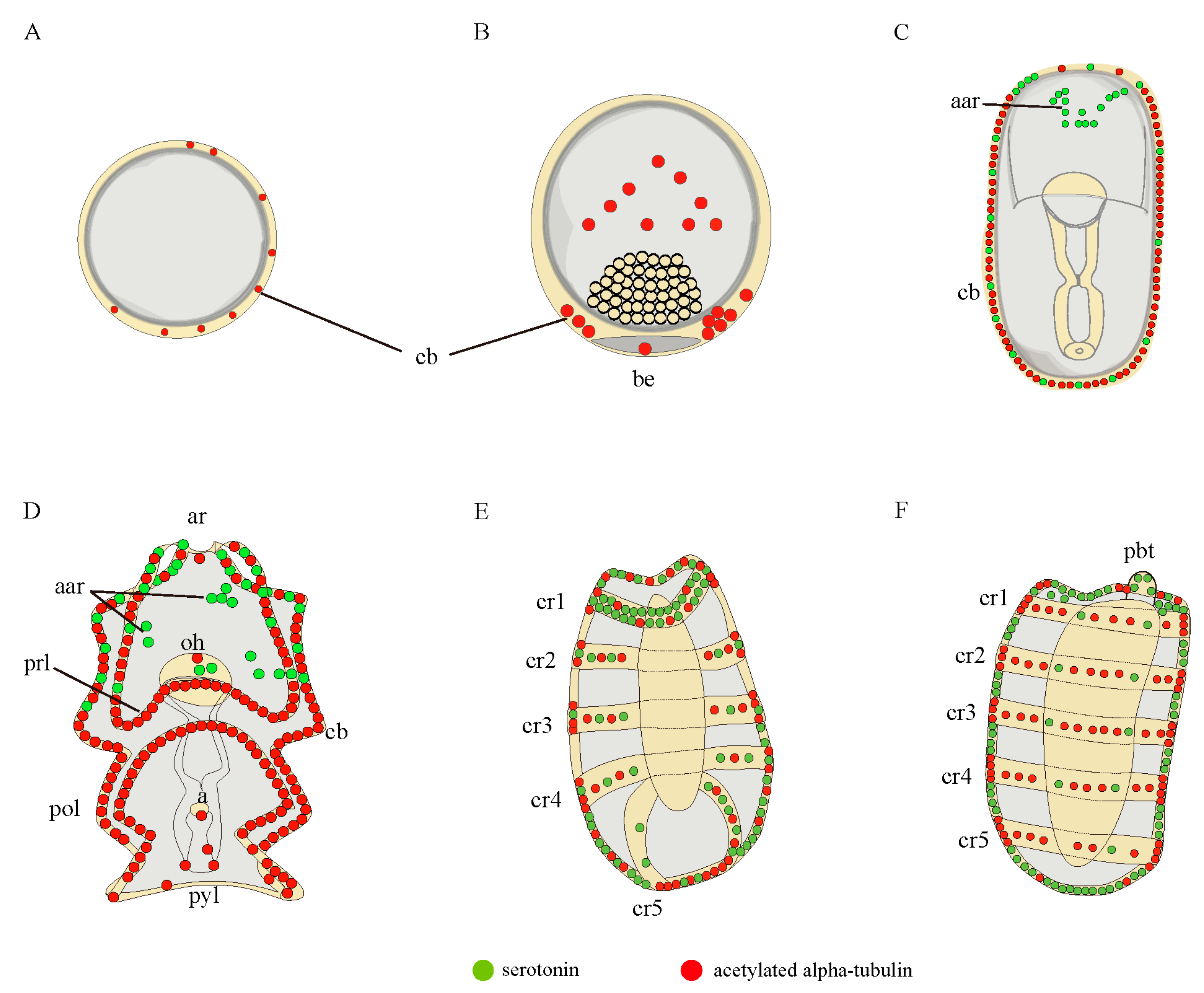 Pluteus Larva  Encyclopedia MDPI