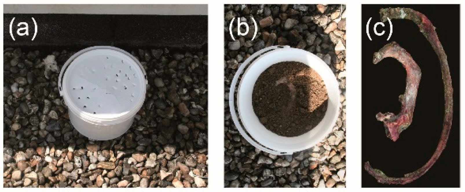 Biology 11 01542 g002 Biology 11 01542 g002