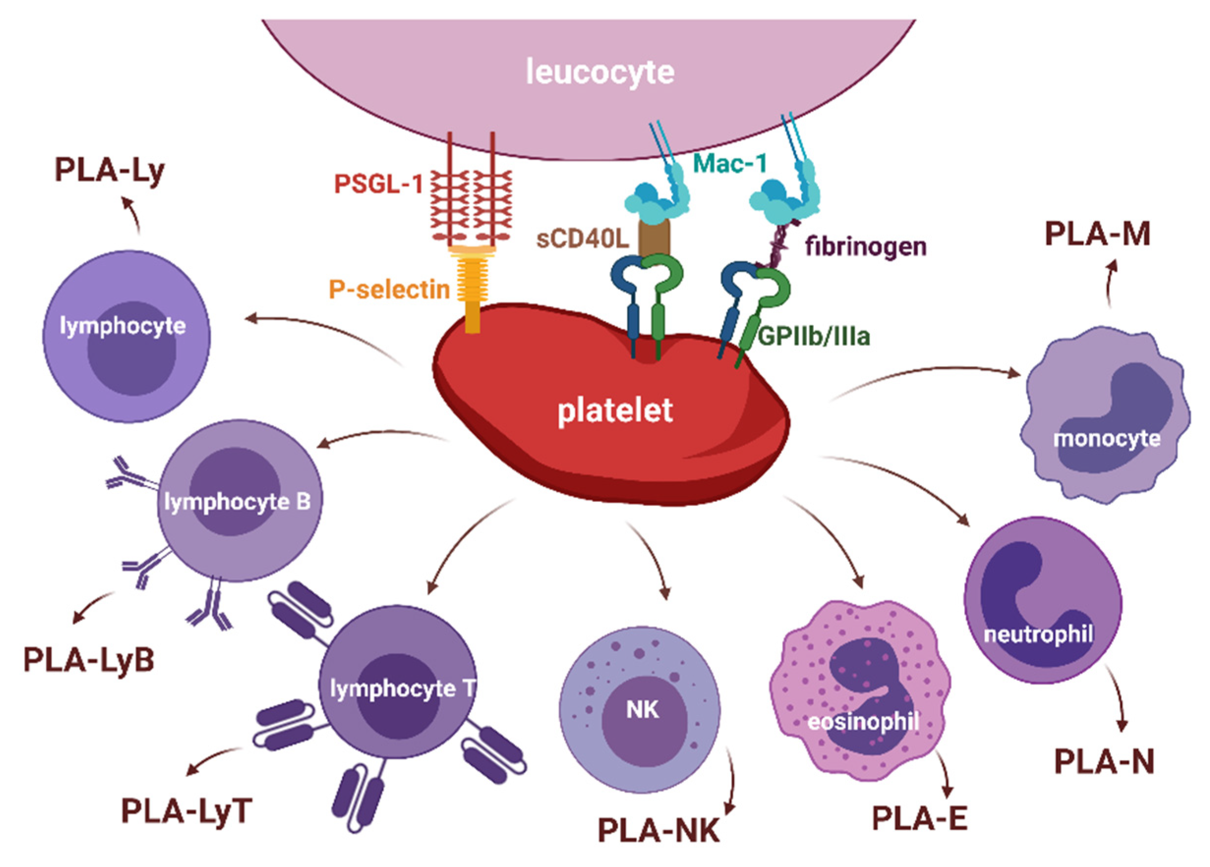 Biology | Free Full-Text | Correction: Pluta et al.  Platelet&ndash;Leucocyte Aggregates as Novel Biomarkers in Cardiovascular  Diseases. Biology 2022, 11, 224