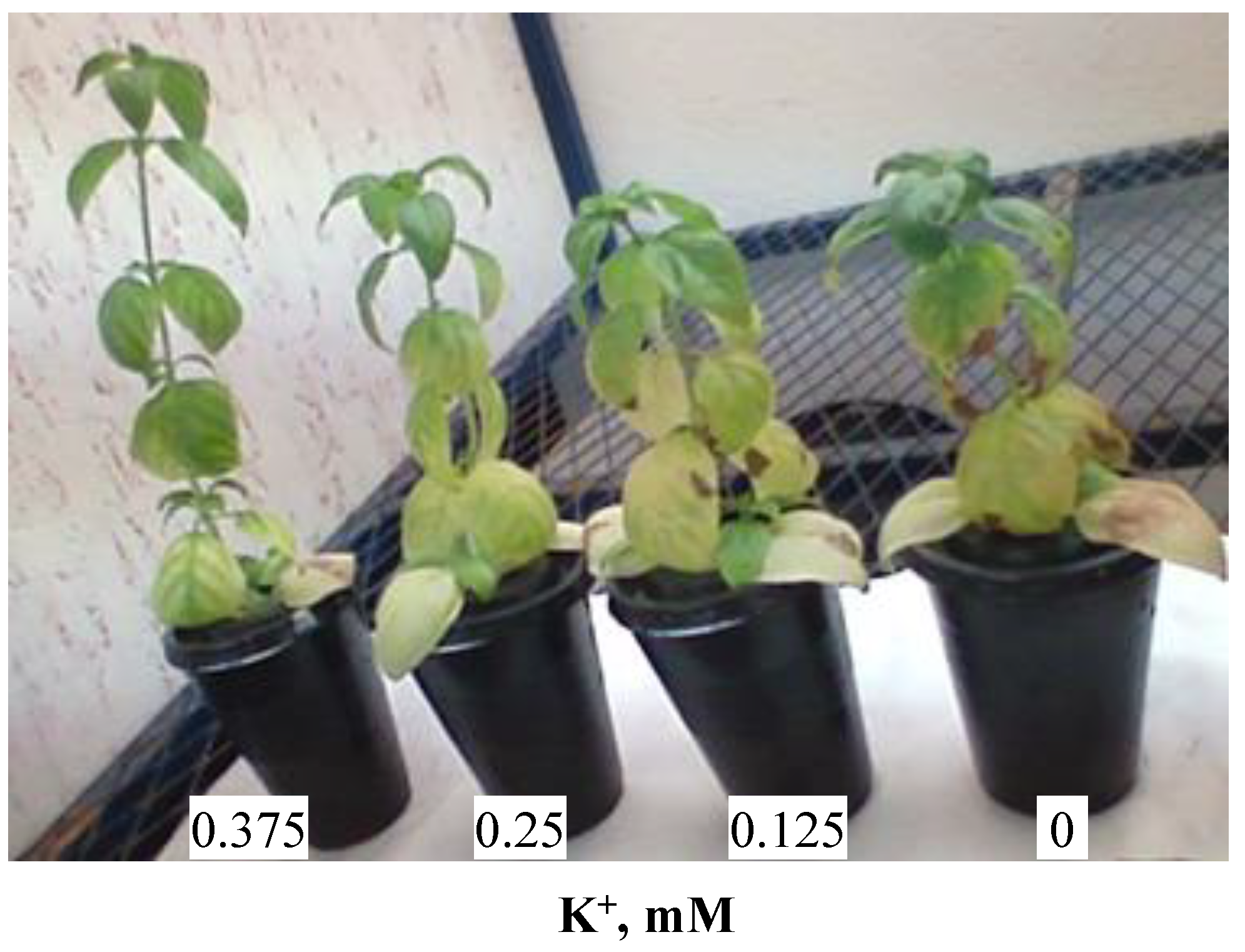 Biology Free Full Text Effect of Potassium Deficiency on