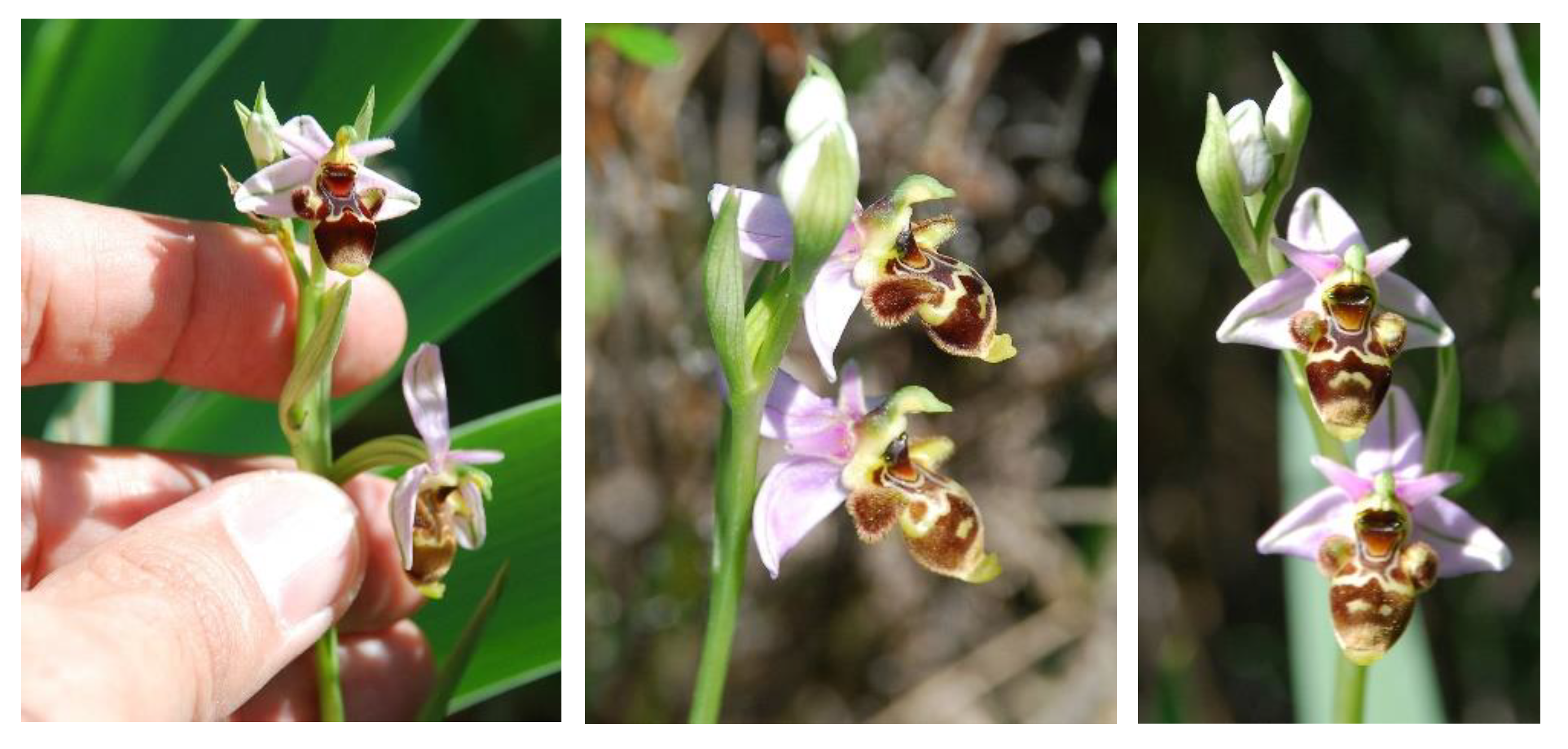 Biology | Free Full-Text | Plant Conservation vs. Folk Traditions: The Case  of Ophrys scolopax Cav. (Orchidaceae) in Central Western Spain