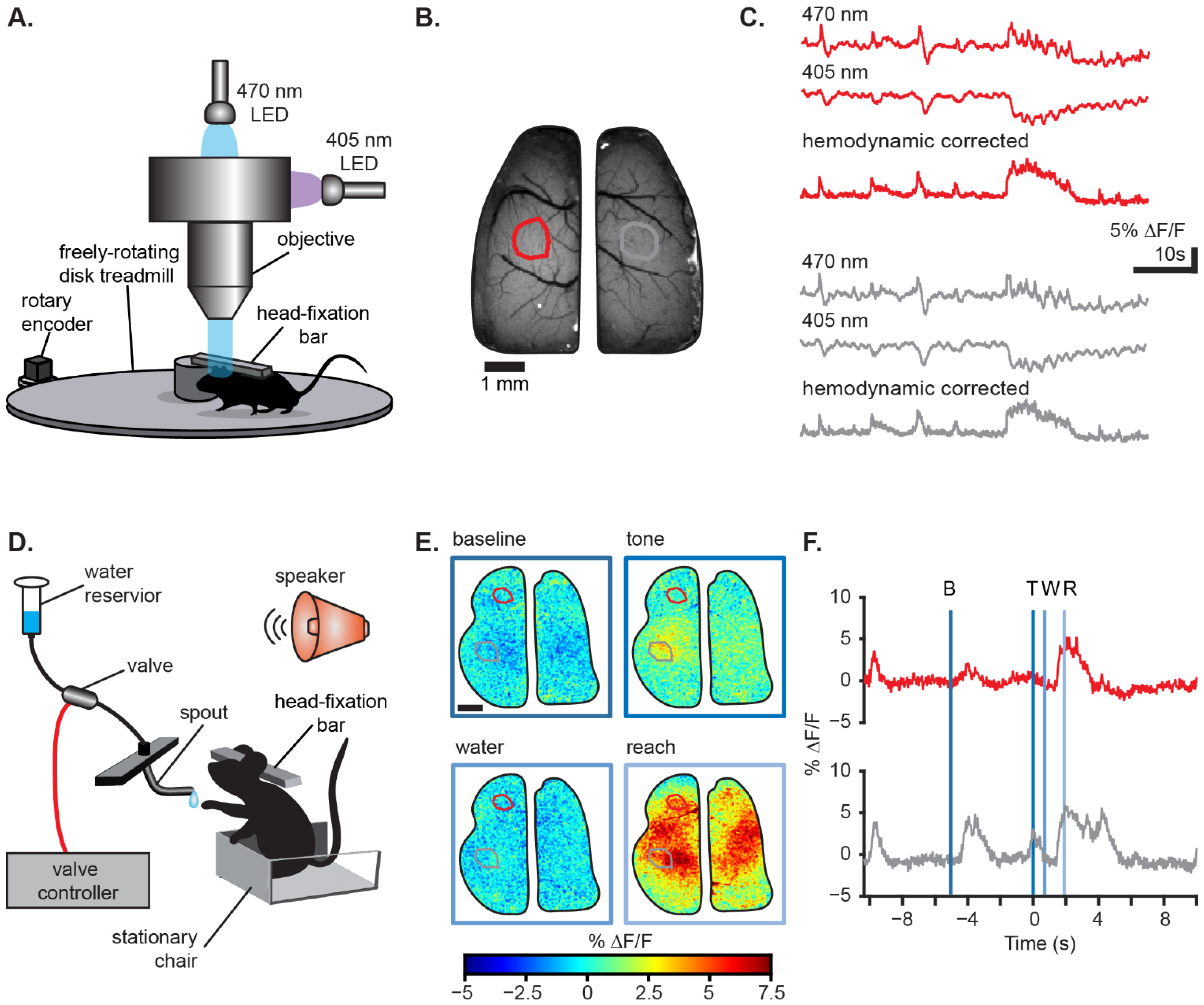 Biology | Free Full-Text | Wide-Field Calcium Imaging of Neuronal Network  Dynamics In Vivo