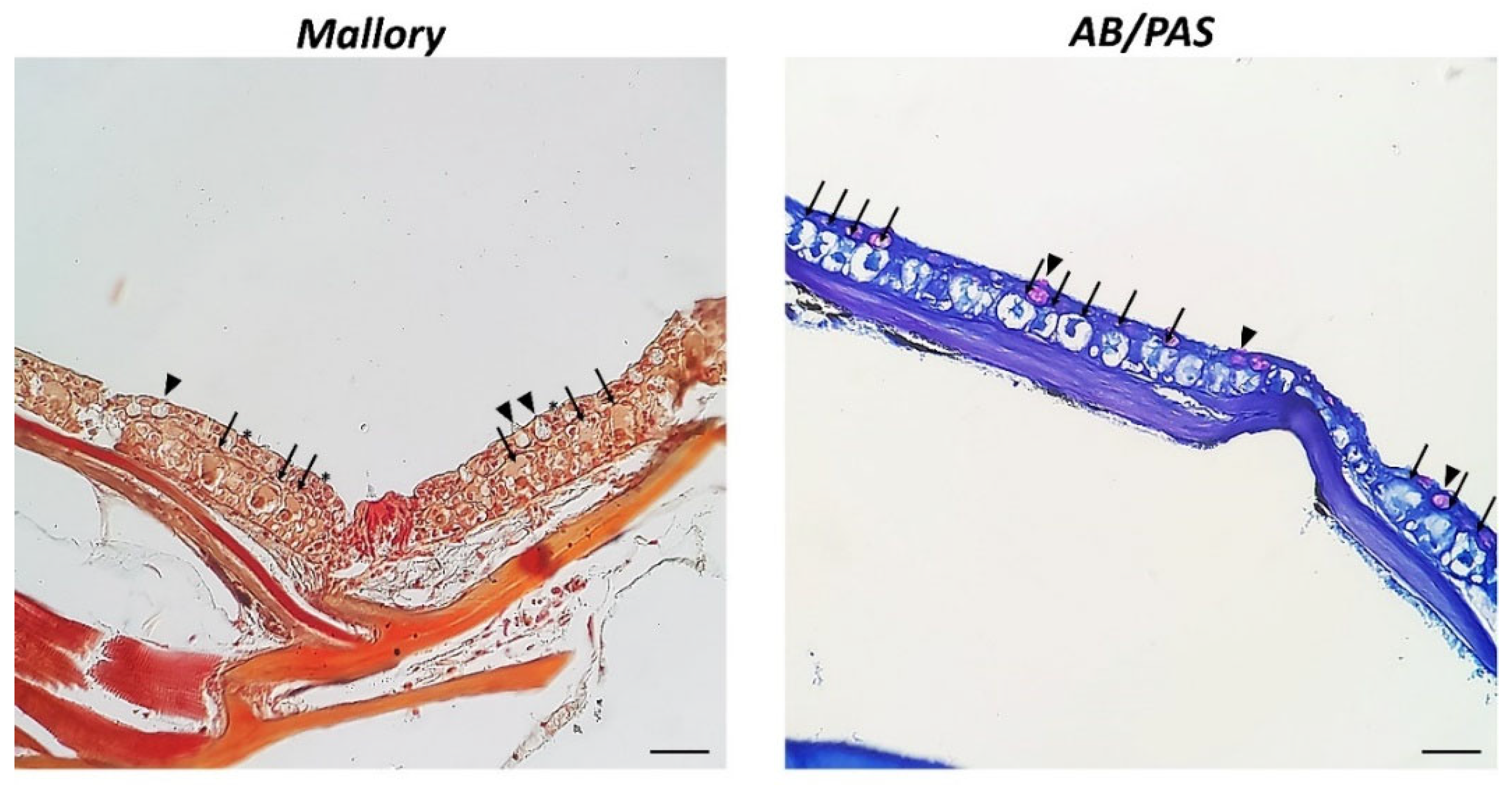 Digital Atlas of Fathead Minnow Histology: RESPIRATORY SYSTEM