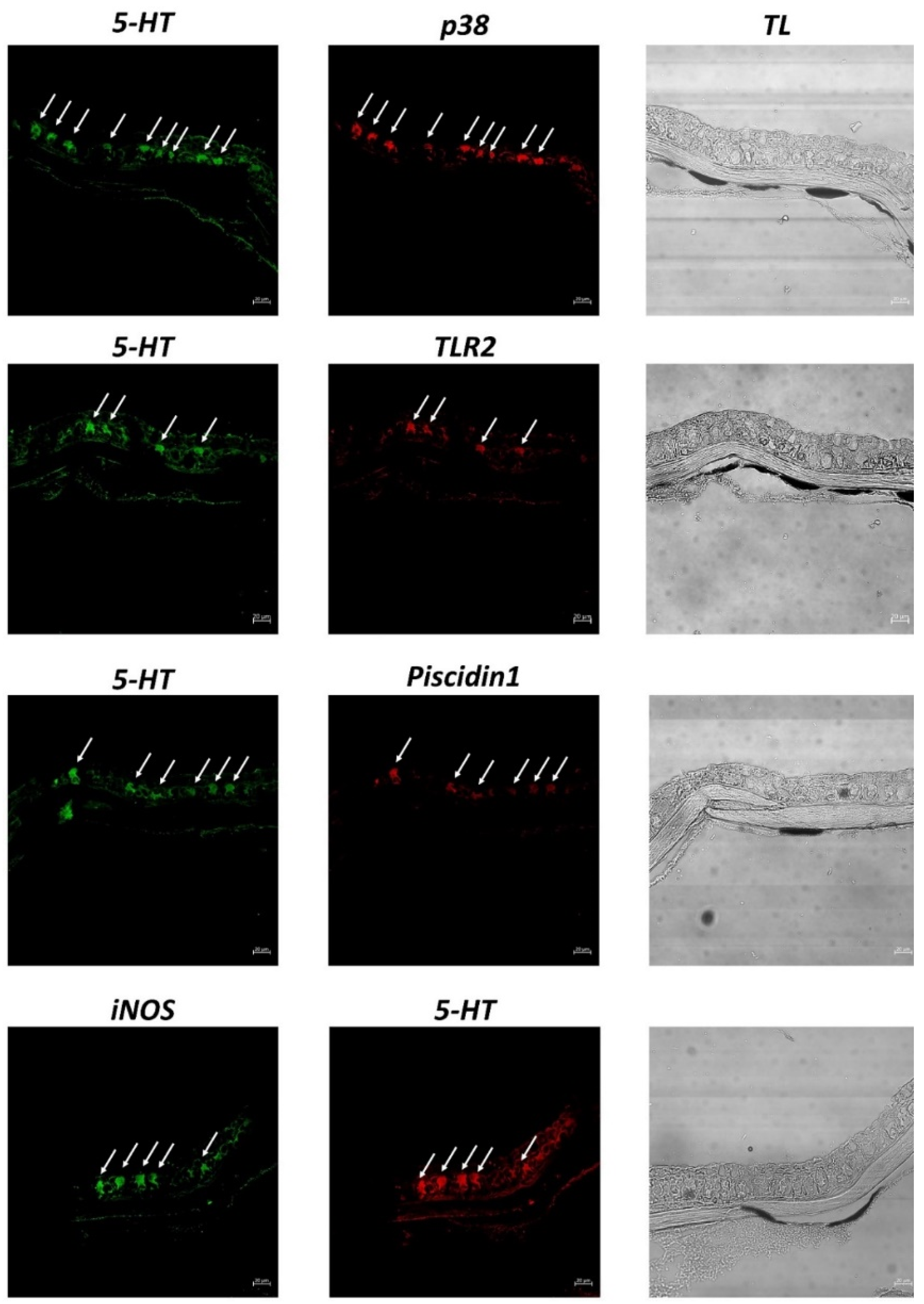 Biology 11 01653 g004