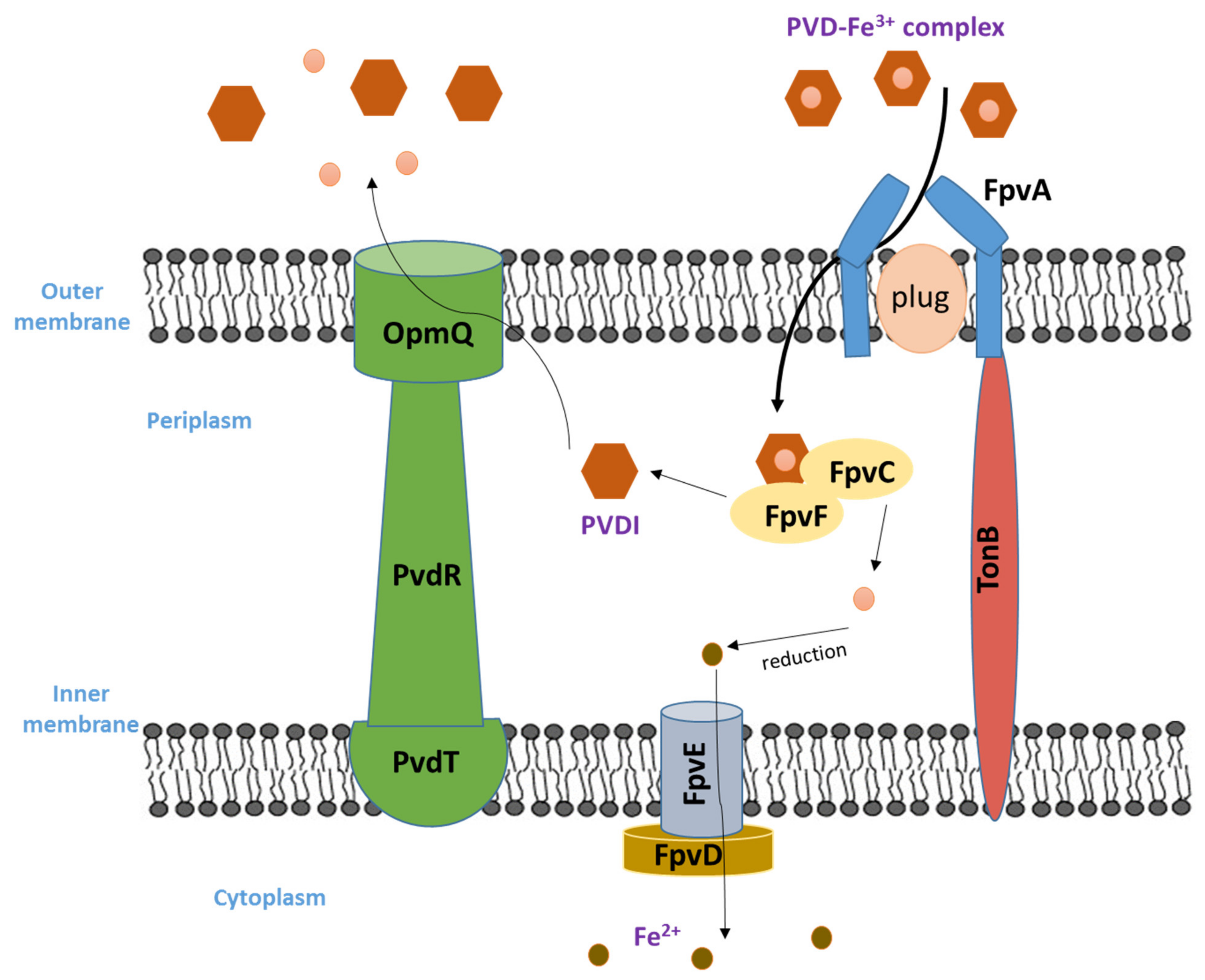 Biology 11 01711 g003 Biology 11 01711 g003