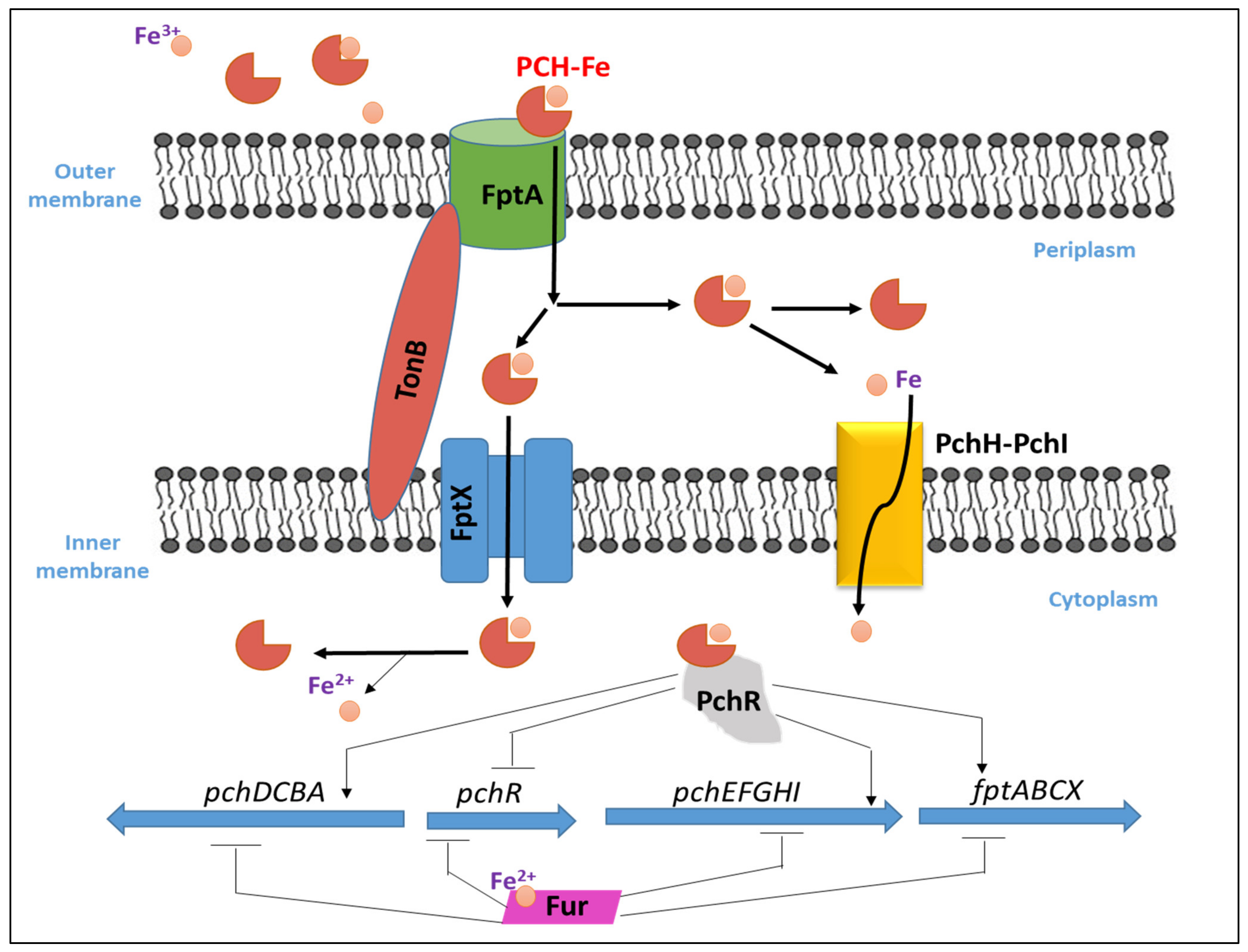 Biology 11 01711 g005 Biology 11 01711 g005