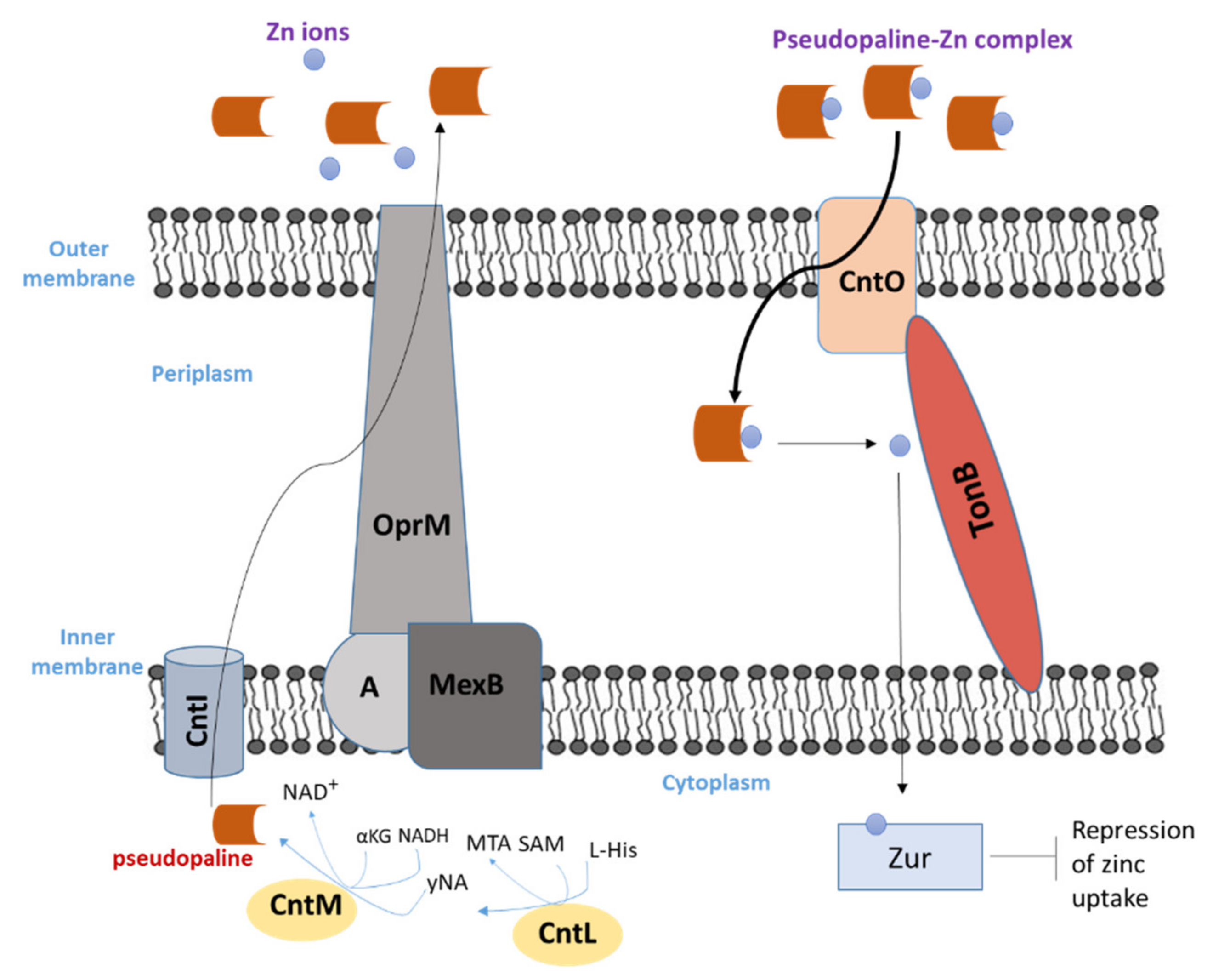 Biology 11 01711 g007 Biology 11 01711 g007