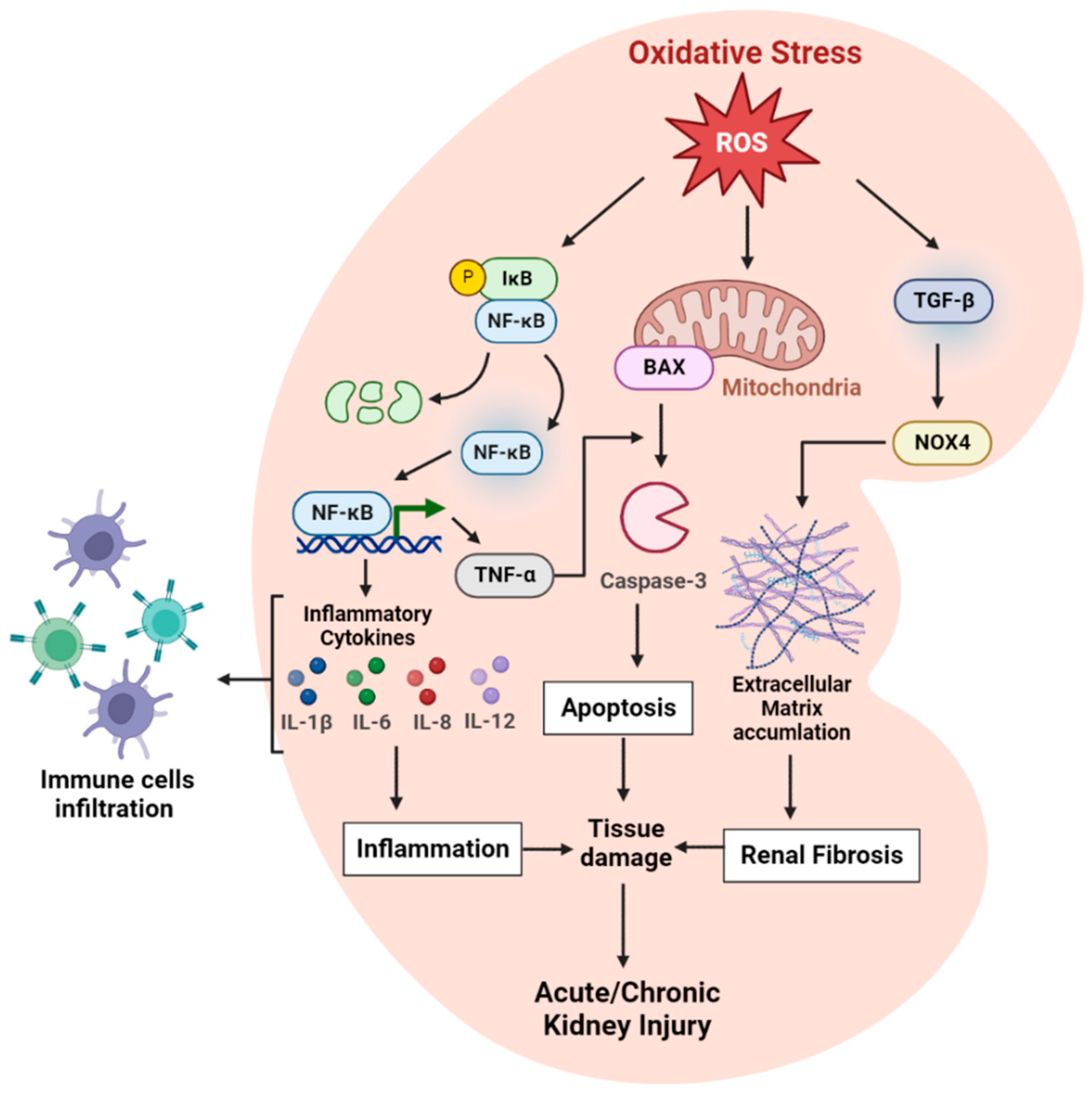Biology | Free Full-Text | Plant Flavonoids on Oxidative Stress-Mediated  Kidney Inflammation