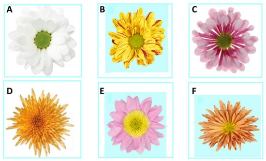 Chrysanthemums - University of Florida, Institute of Food and Agricultural  Sciences