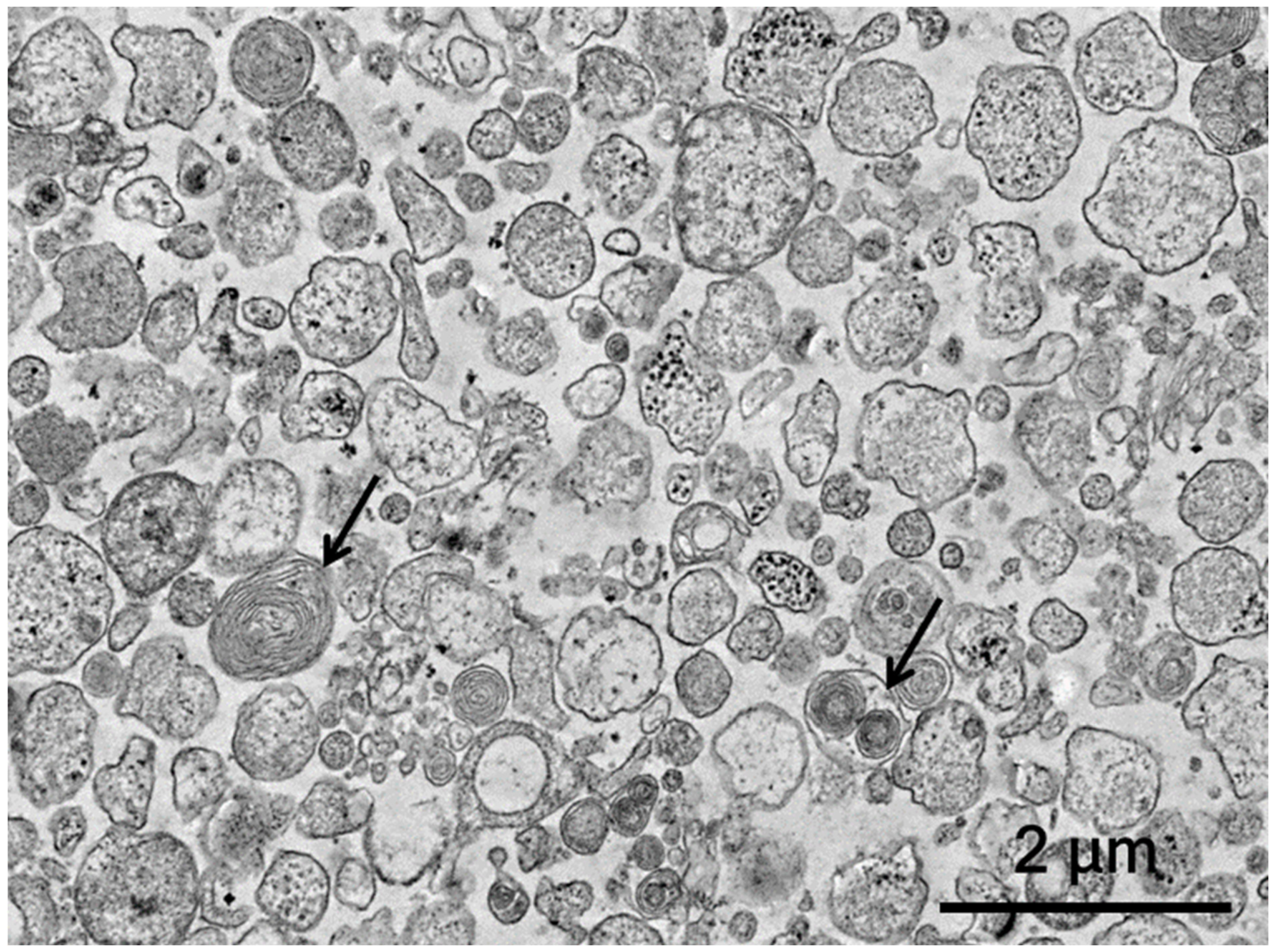 Biology 11 01853 g001 Biology 11 01853 g001