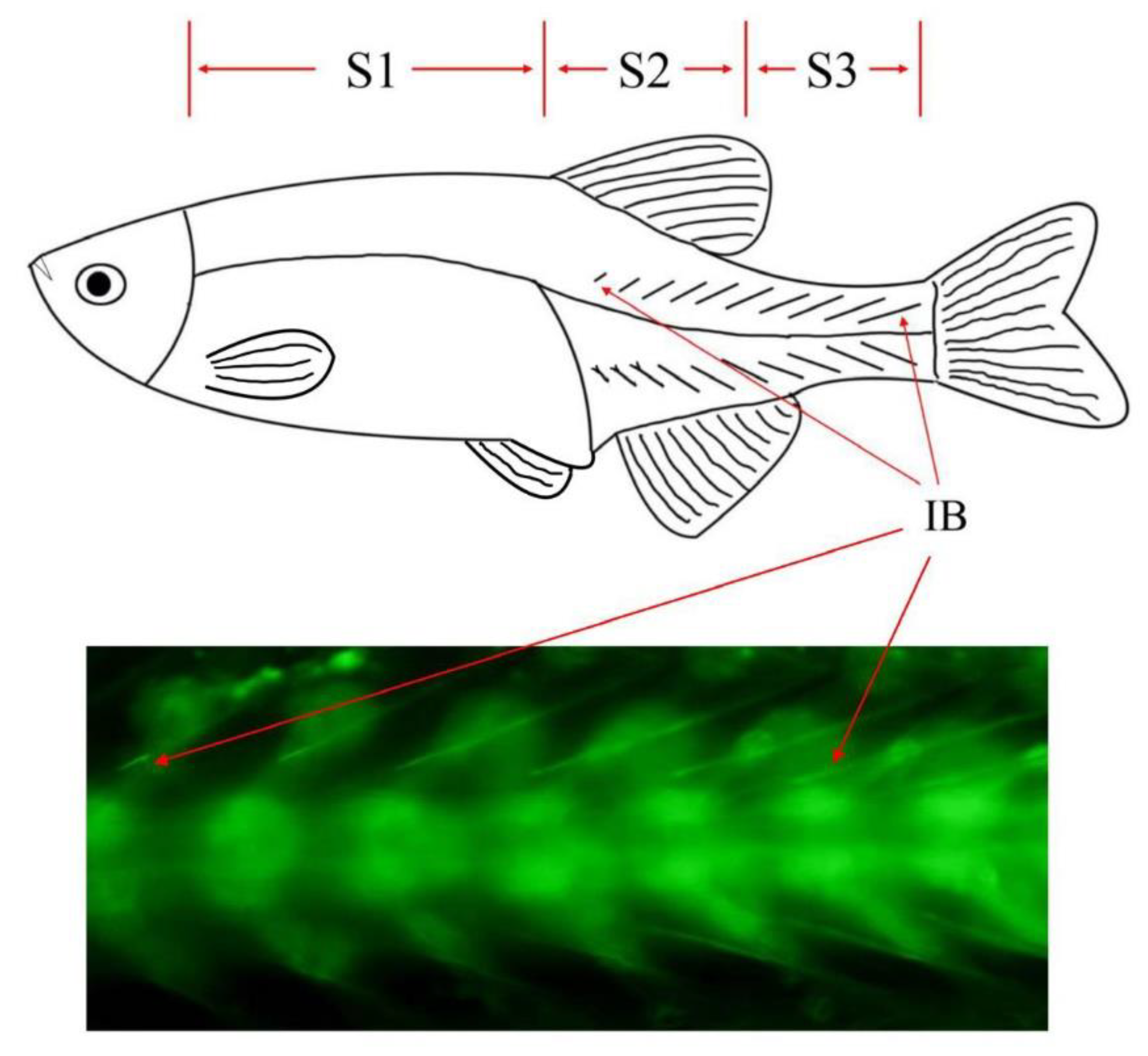 Biology 12 00075 g001 Biology 12 00075 g001