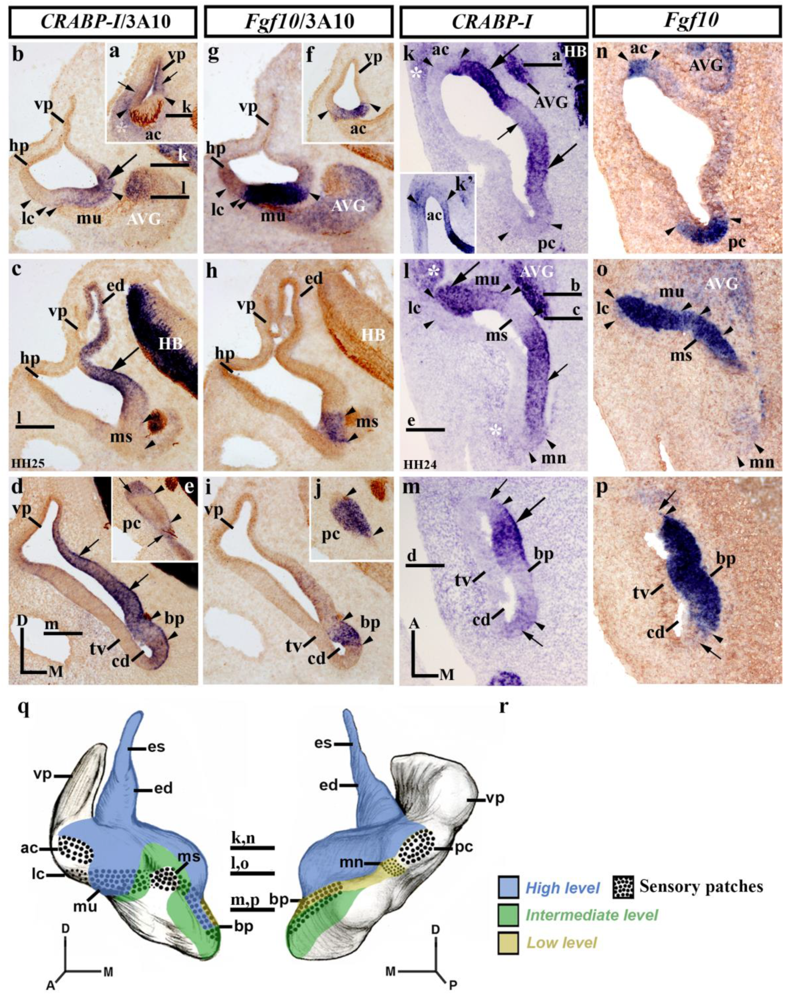 Biology 12 00104 g002 Biology 12 00104 g002