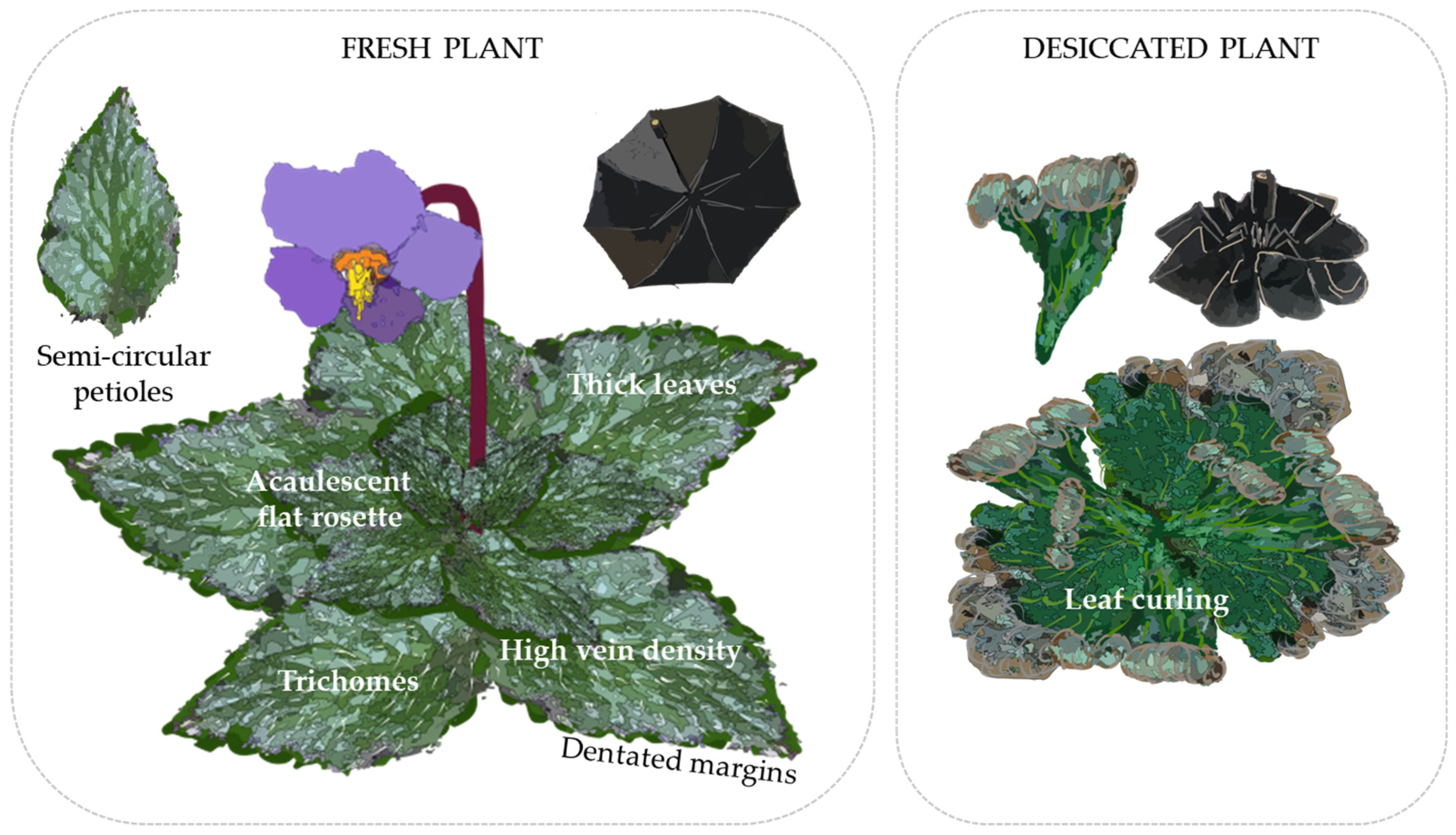 Biology 12 00107 g004 Biology 12 00107 g004