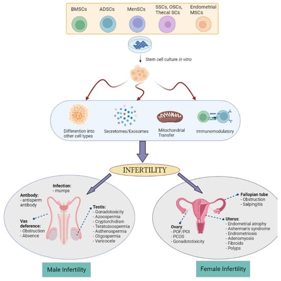 Biology Free Full Text Autologous Human Mesenchymal Stem Cell Based Therapy In Infertility