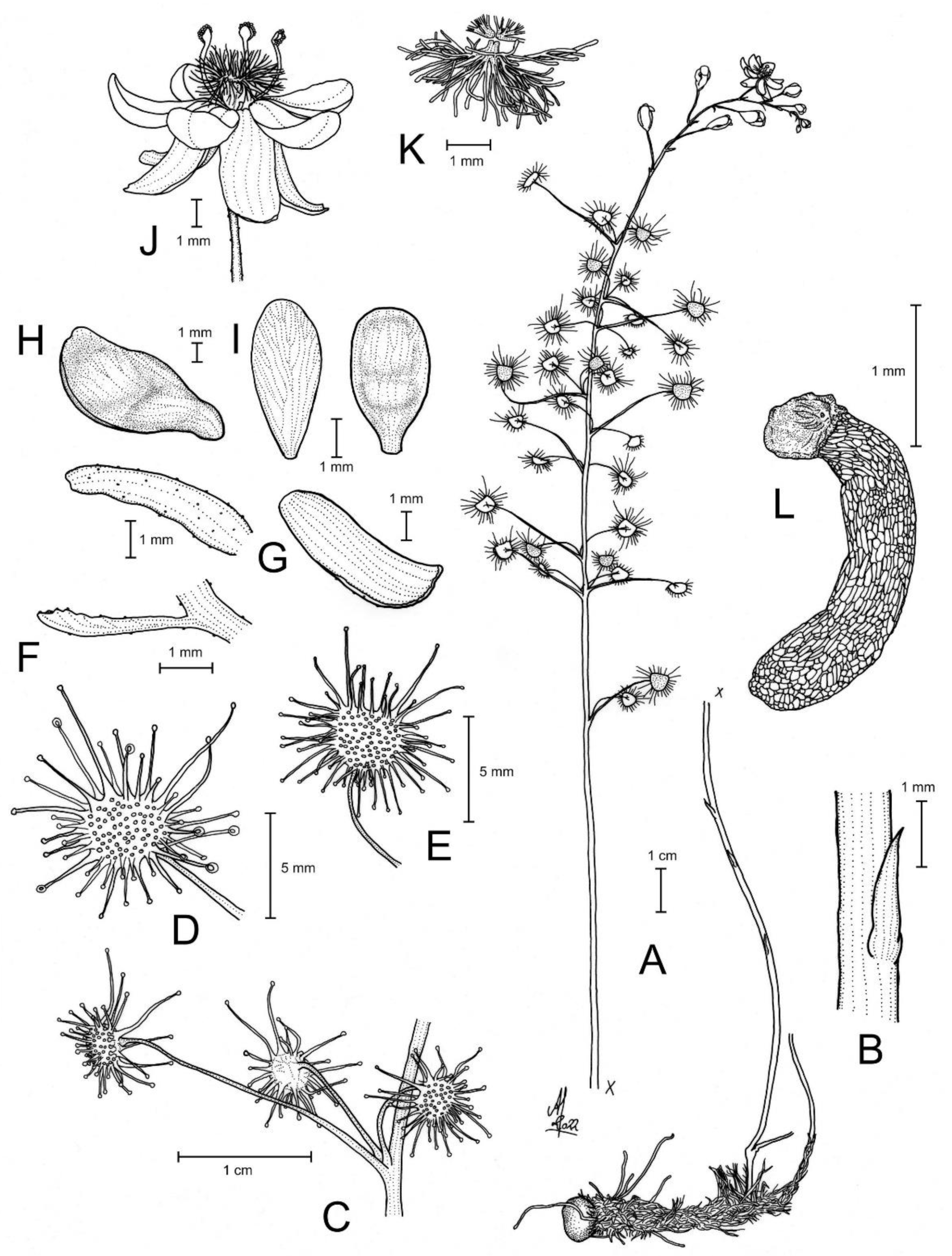 Biology | Free Full-Text | Small Leaves, Big Diversity: Citizen