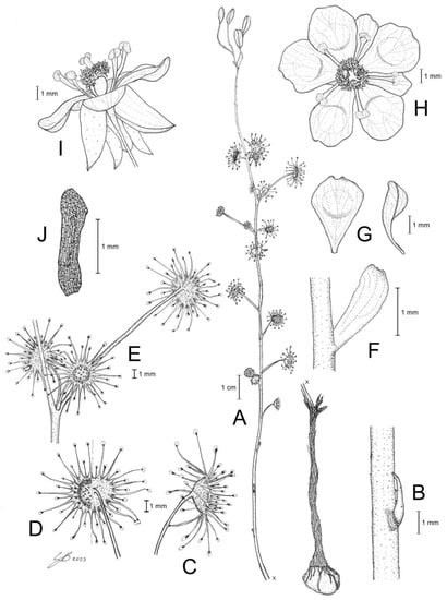 https://www.mdpi.com/biology/biology-12-00141/article_deploy/html/images/biology-12-00141-g008-550.jpg