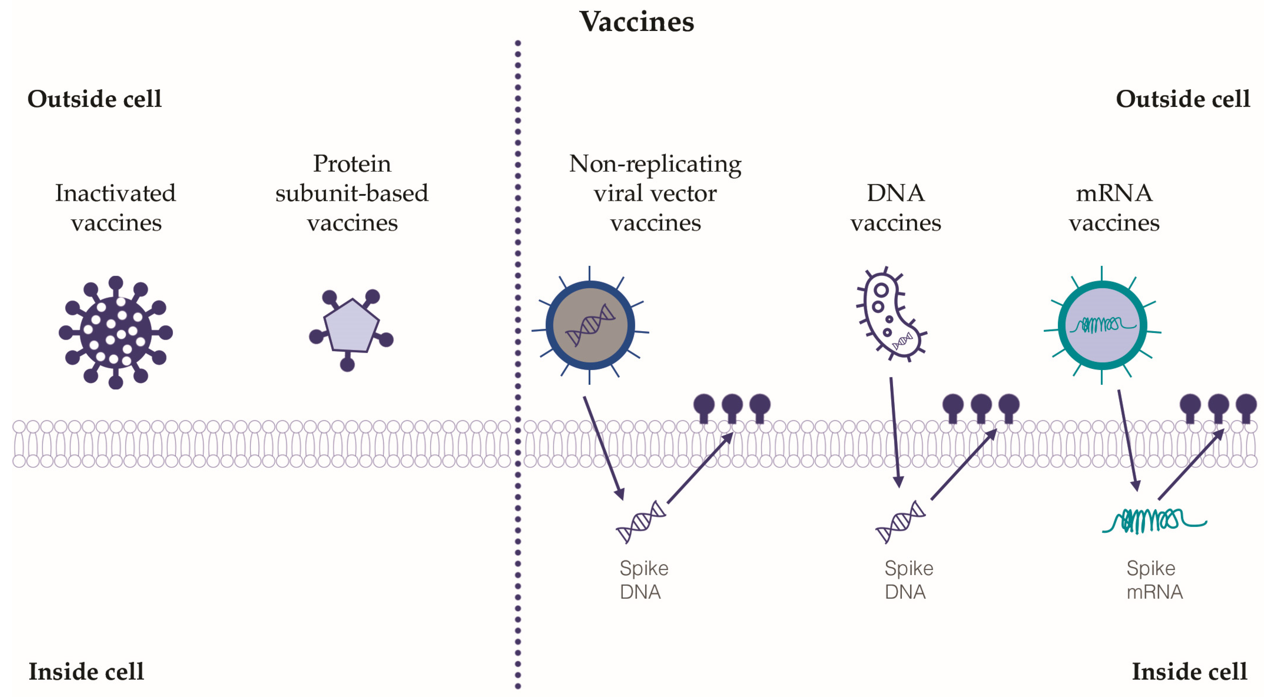 Biology | Free Full-Text | Exploring The Role Of Immune System And ...