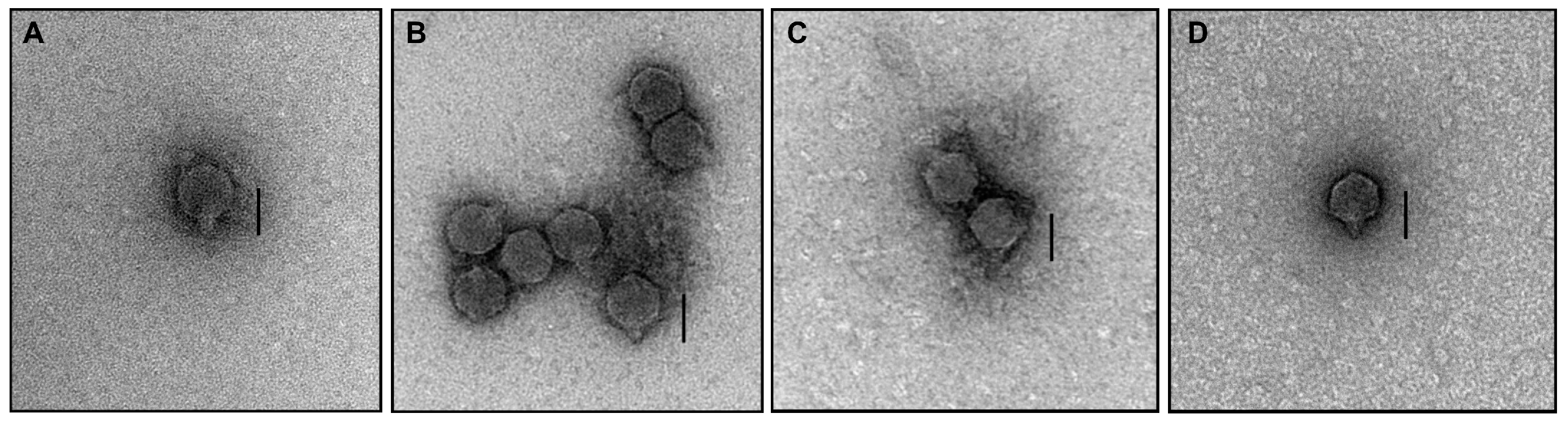 Biology 12 00180 g001