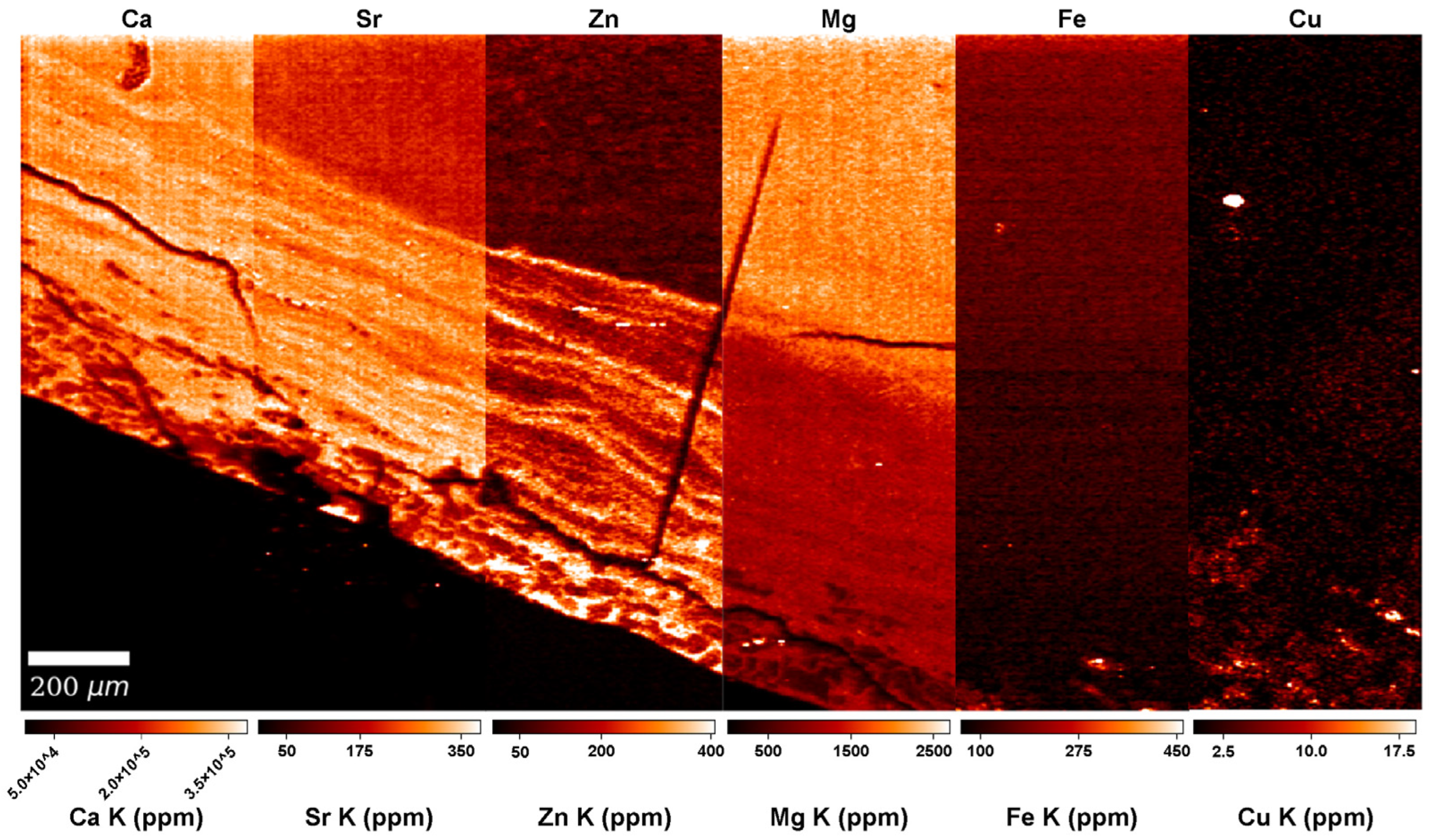 Biology 12 00184 g004 Biology 12 00184 g004