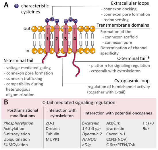 The Multifaceted Role of Connexins in Tumor Microenvironment  