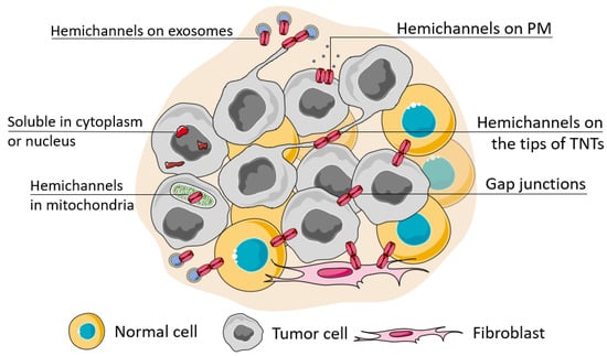 The Multifaceted Role of Connexins in Tumor Microenvironment  