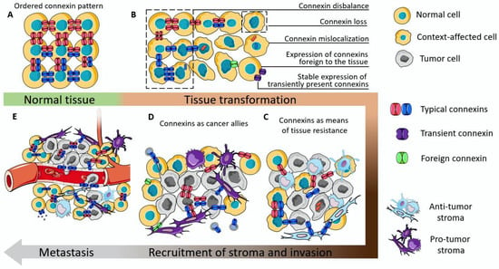 The Multifaceted Role of Connexins in Tumor Microenvironment  