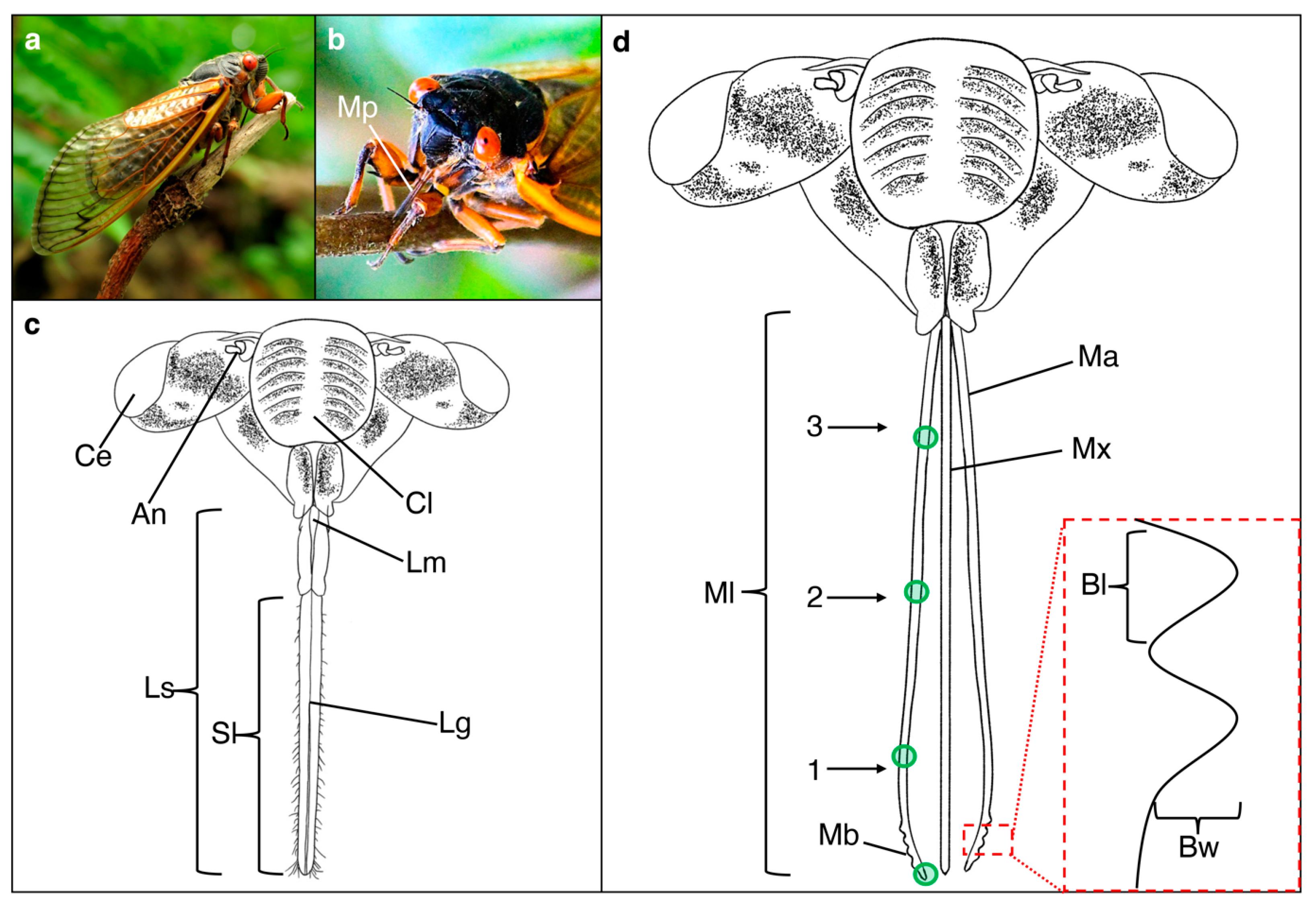 biting insect mouthparts anatomy