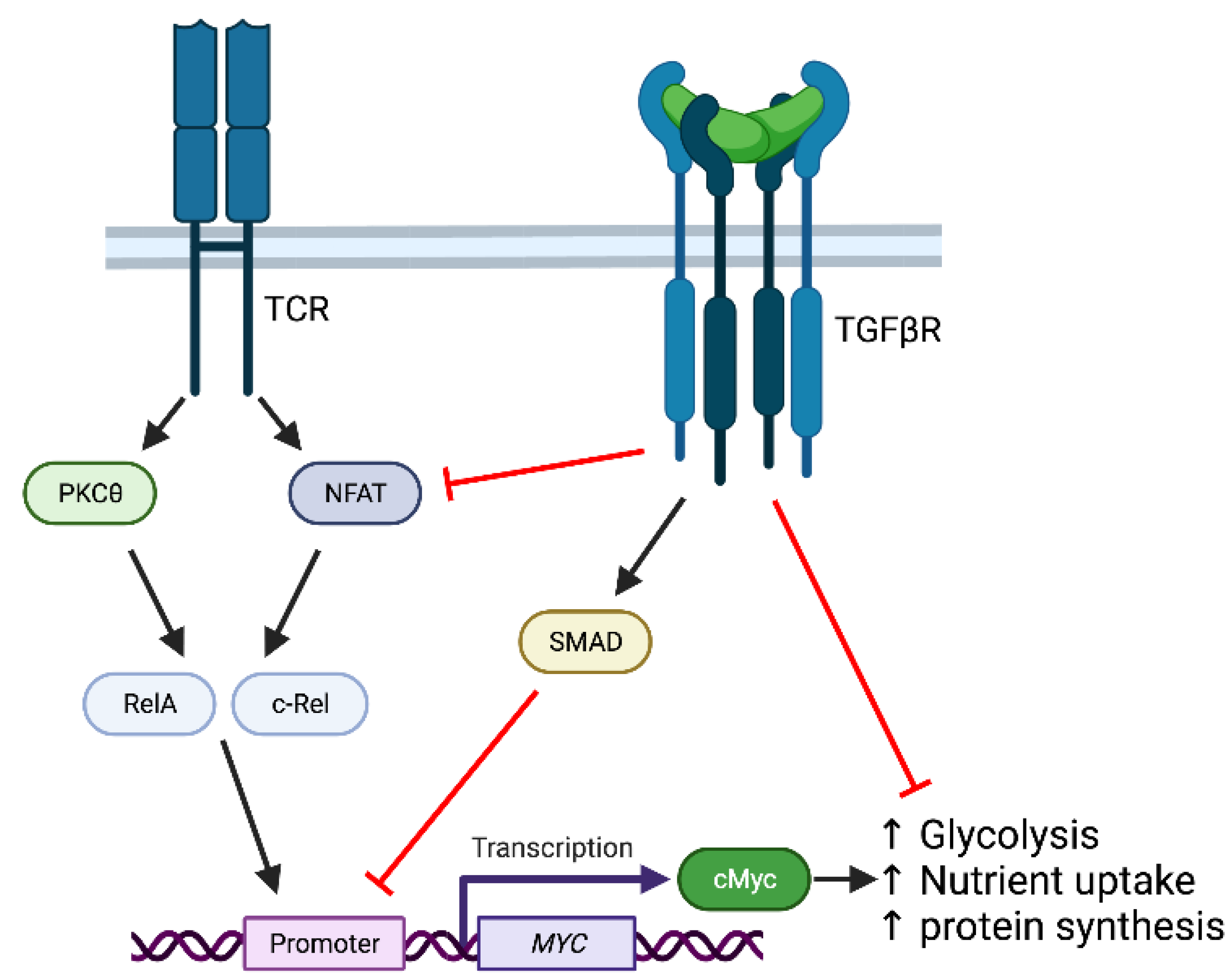 Biology | Free Full-Text | Regulation Of T Cell Activation And ...