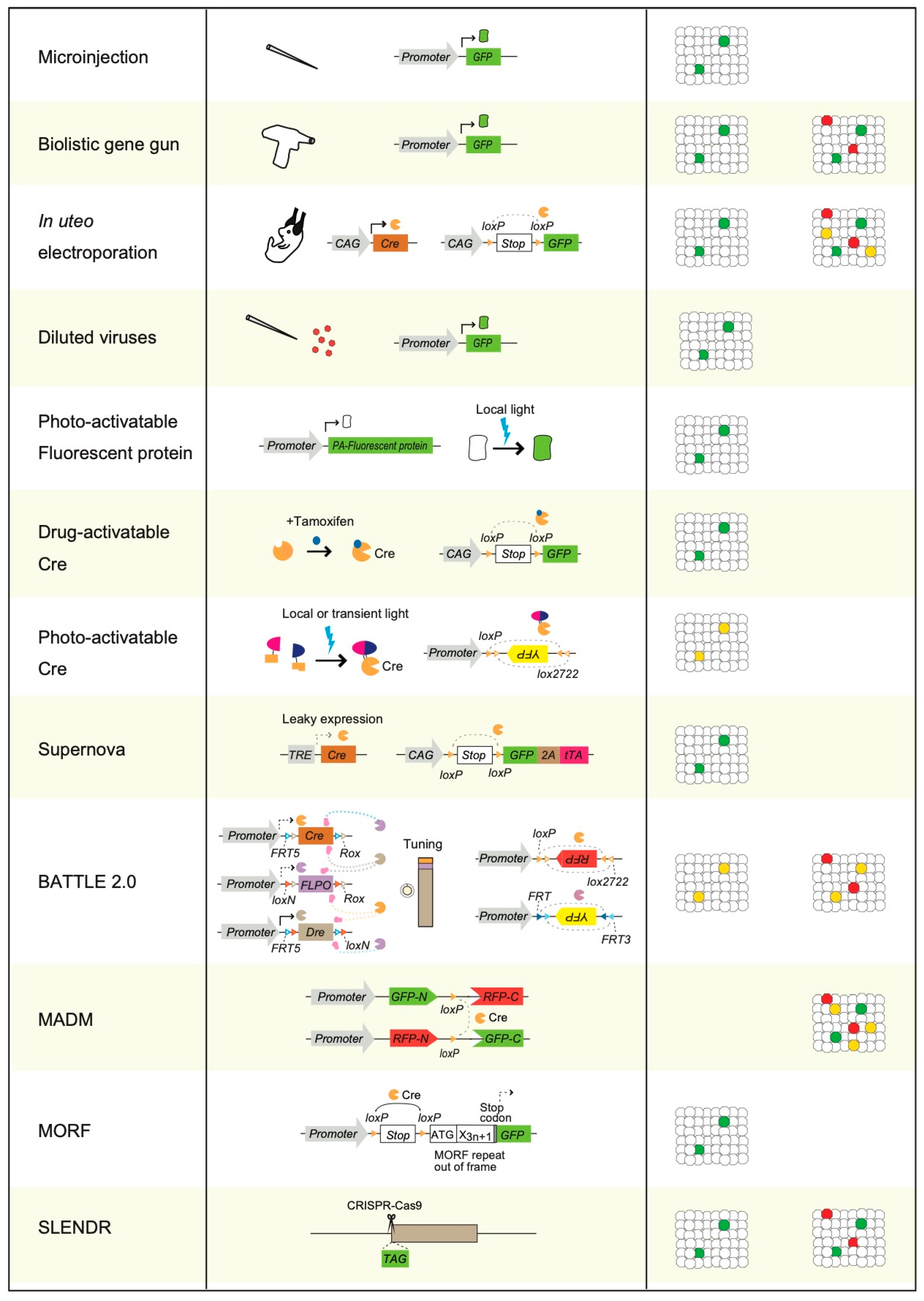 Biology 12 00321 g002