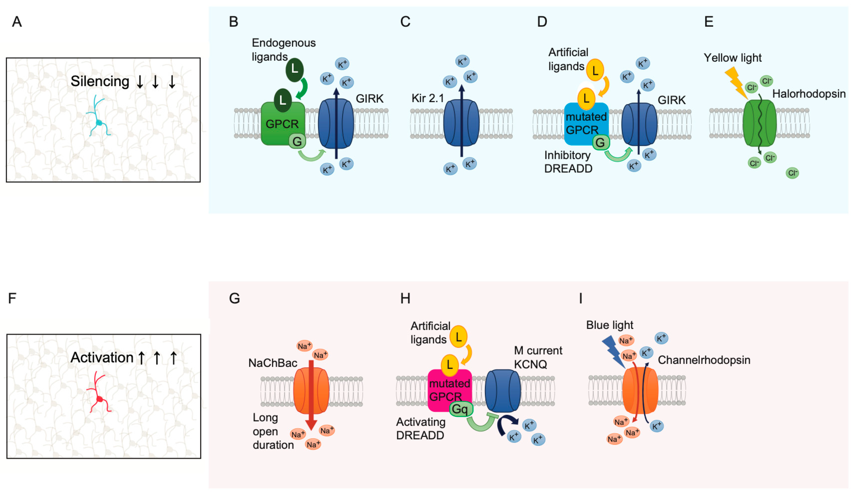 Biology 12 00321 g005