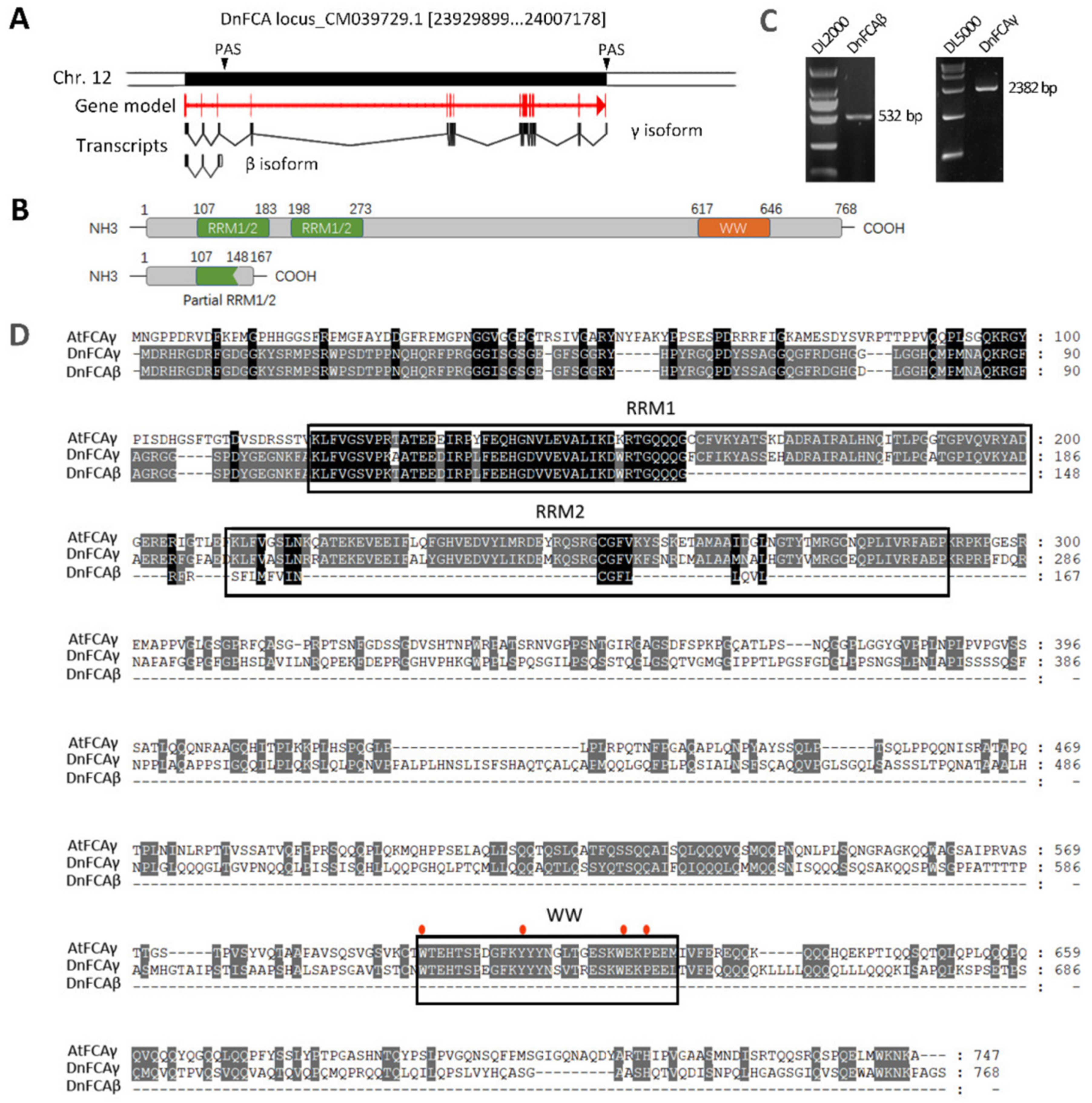 Biology | Free Full-Text | DnFCA Isoforms Cooperatively Regulate  Temperature-Related Flowering in Dendrobium nobile