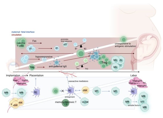 Biology | Free Full-Text | Innate And Adaptive Immune Systems In ...