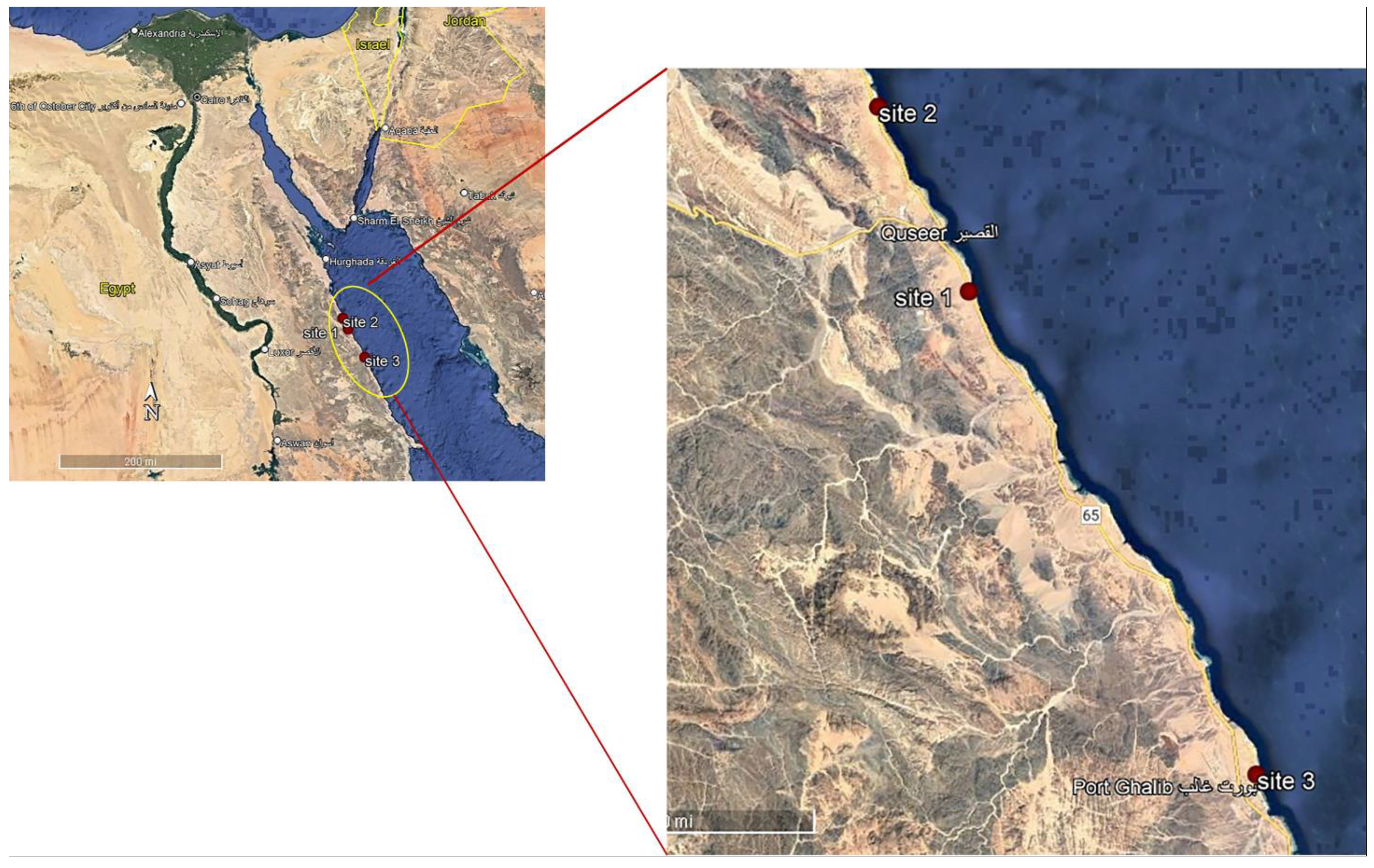Biology | Free Full-Text | Seasonal Changes in the Biochemical Composition  of Dominant Macroalgal Species along the Egyptian Red Sea Shore