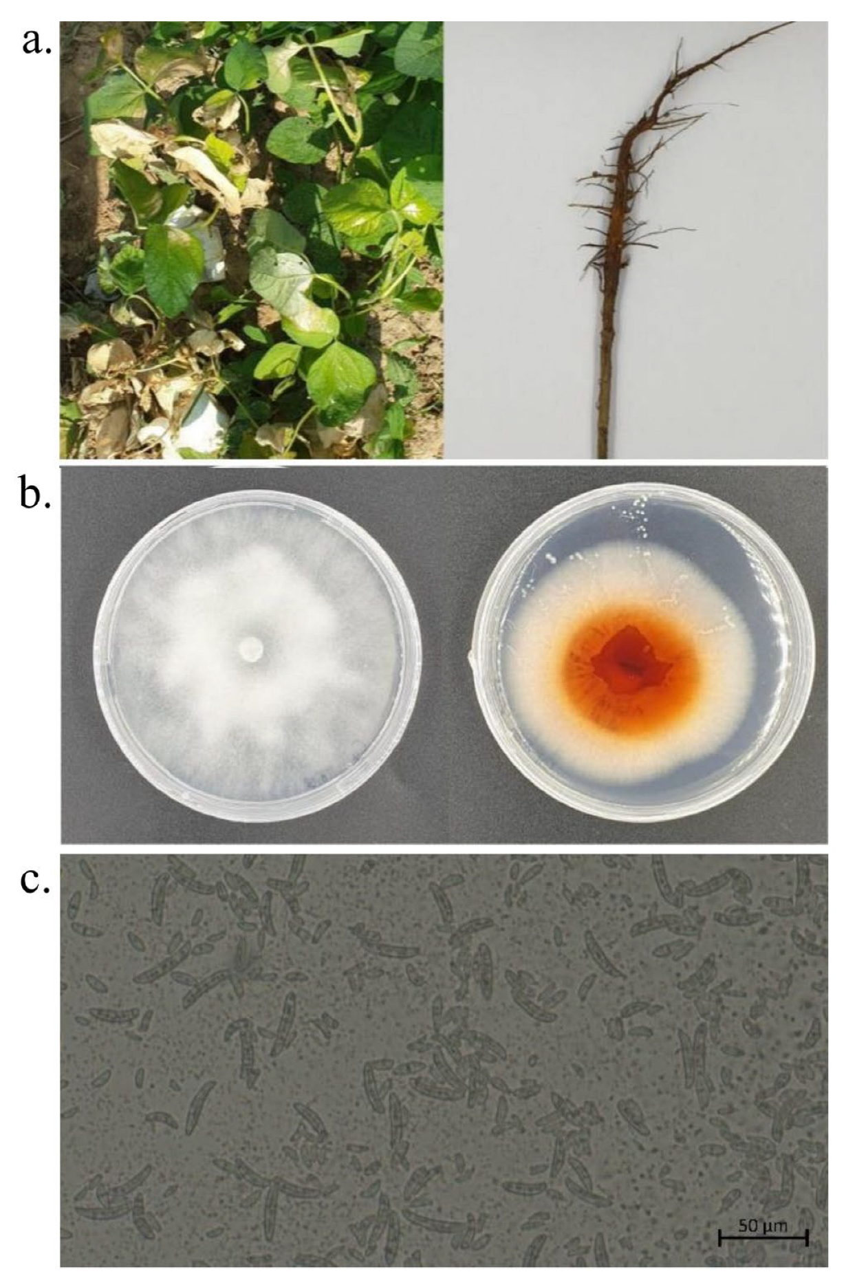 Biology 12 00439 g006