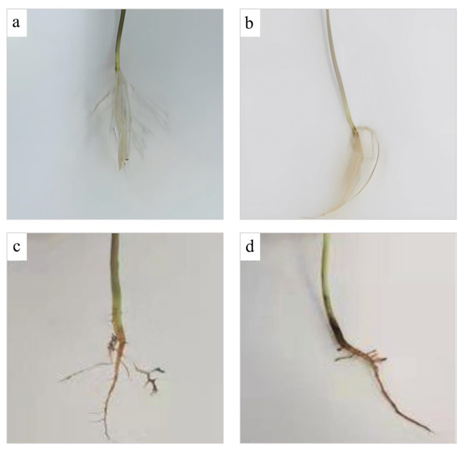 Biology 12 00439 g007