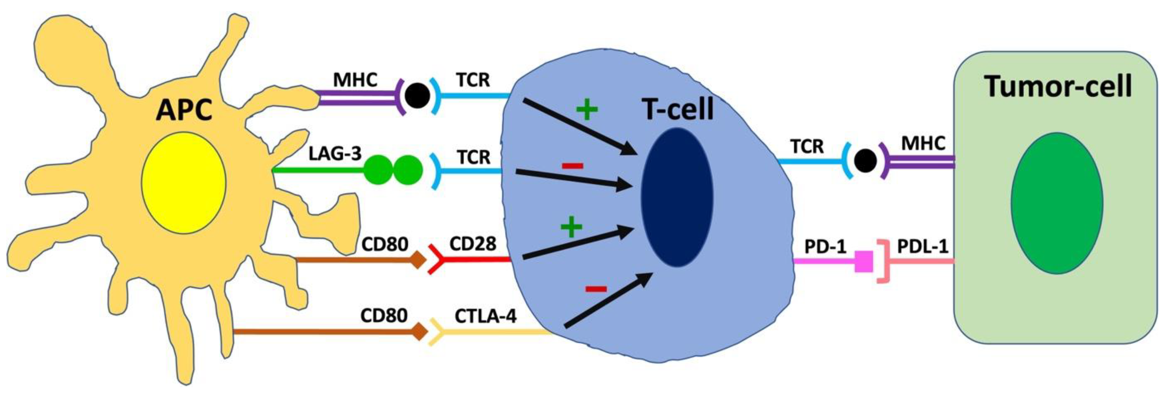 Biology Free Full Text Immune Checkpoint Inhibitor Associated