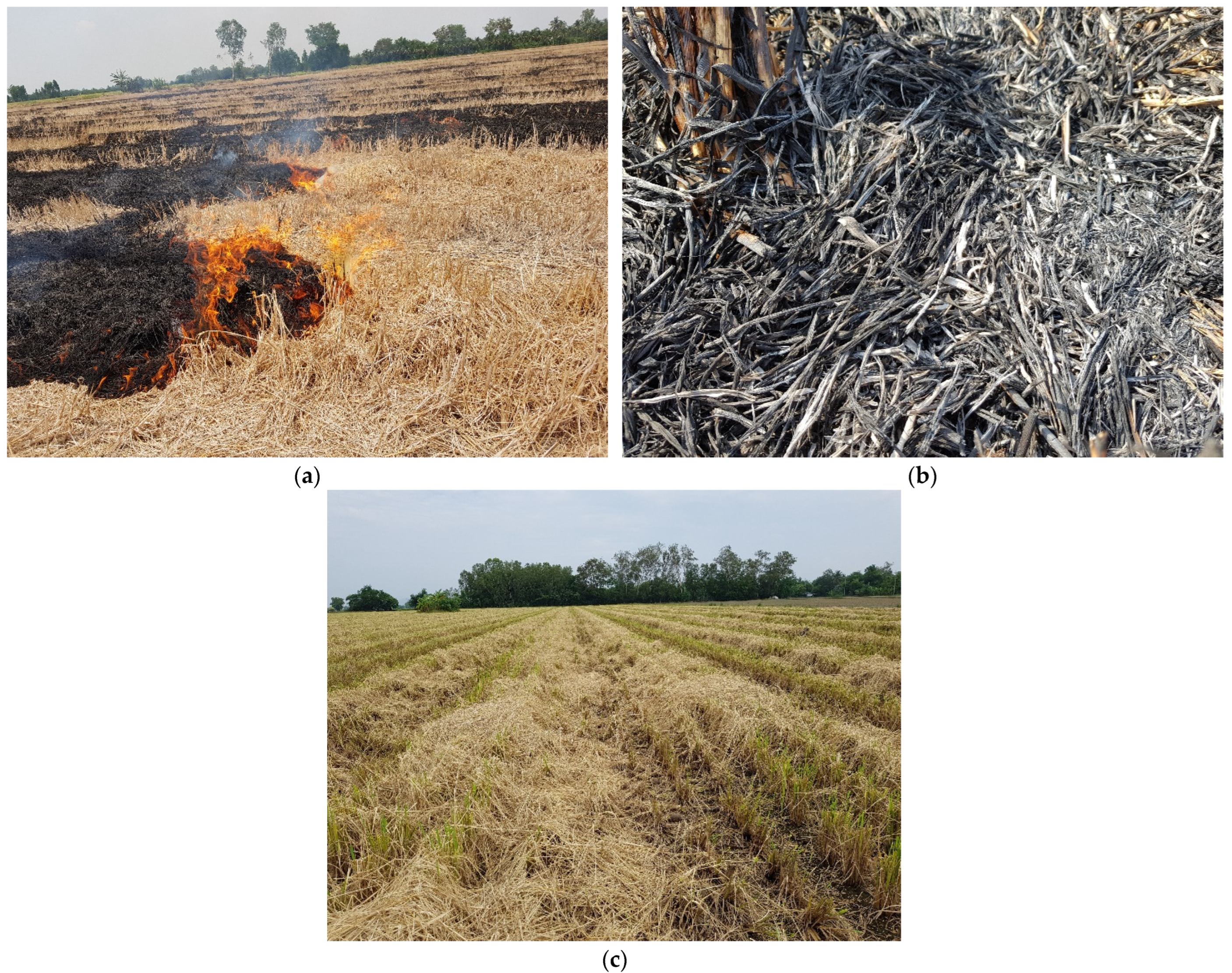 Biology | Free Full-Text | Effect of Rice Straw and Stubble