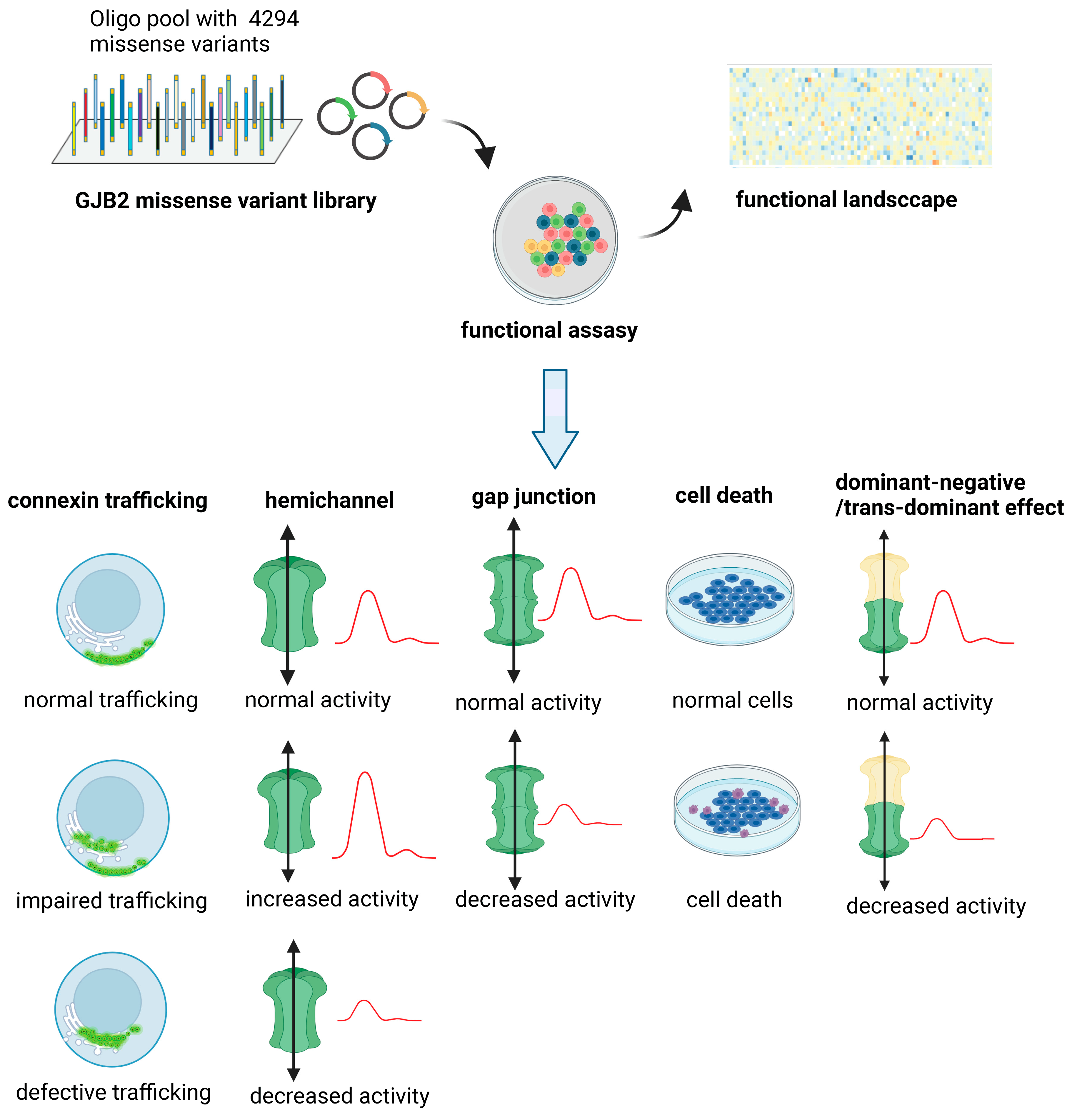 Biology | Free Full-Text | Molecular Mechanisms And Clinical Phenotypes ...