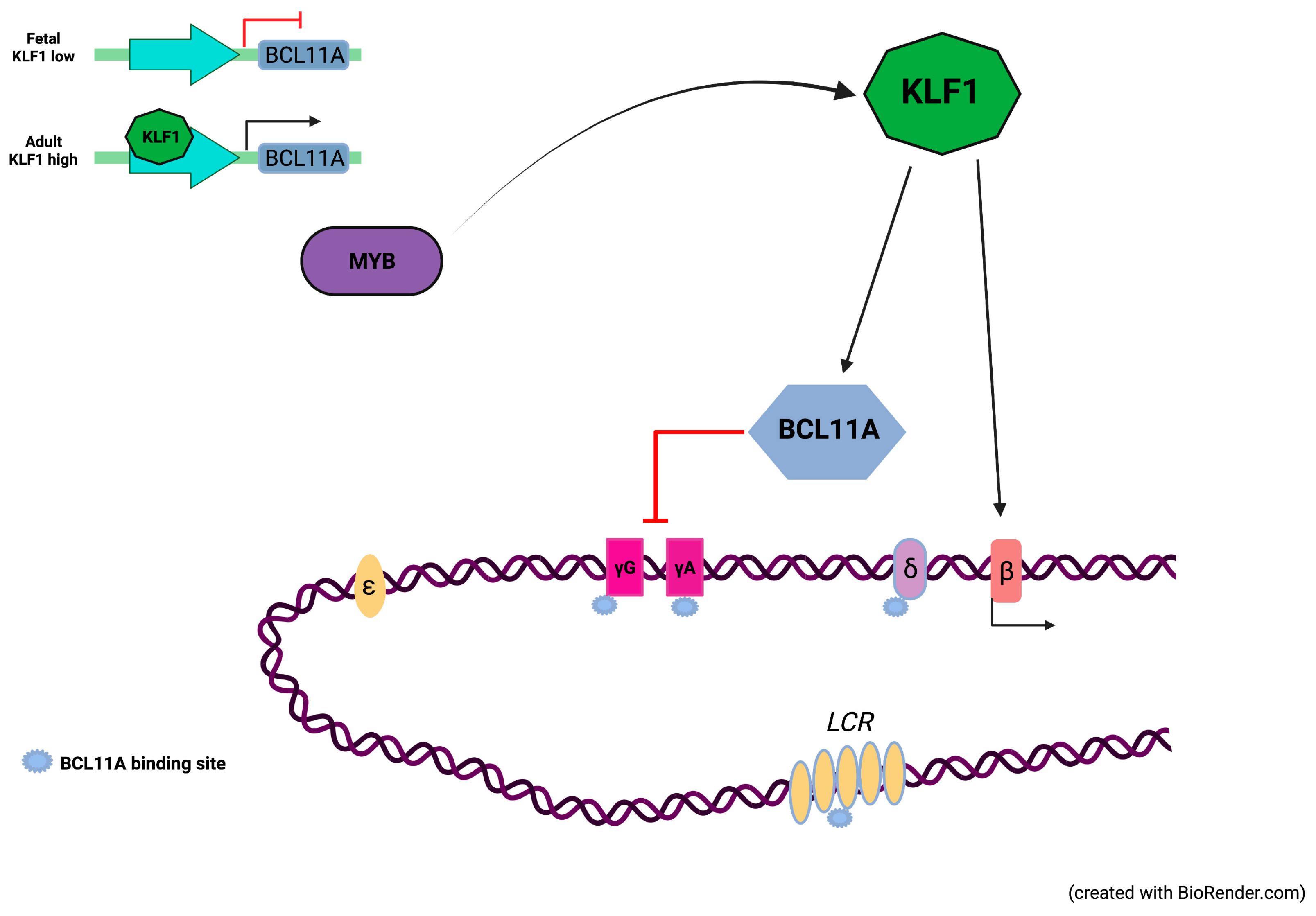 Biology 12 00510 g001 Biology 12 00510 g001