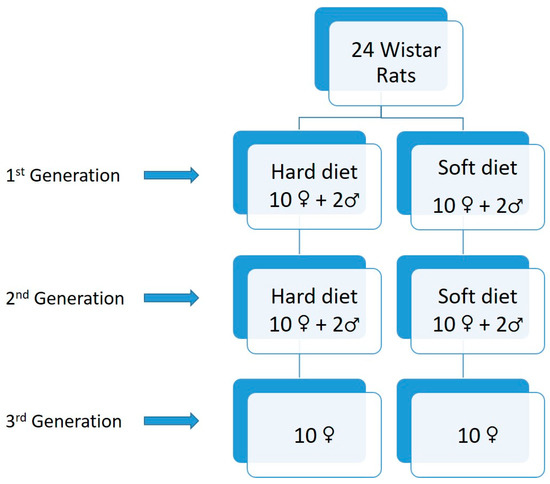 Laboratory rat'sgenetic code deciphered