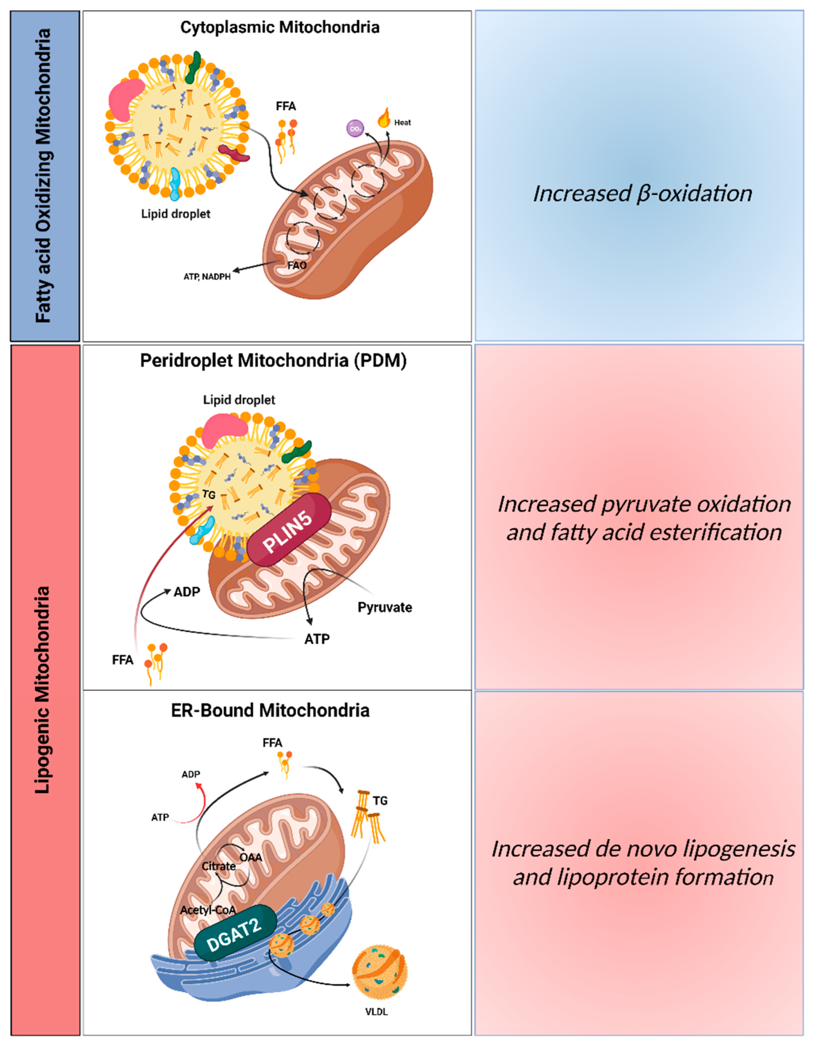 Biology | Free Full-Text | From Non-Alcoholic Fatty Liver to Hepatocellular  Carcinoma: A Story of (Mal)Adapted Mitochondria