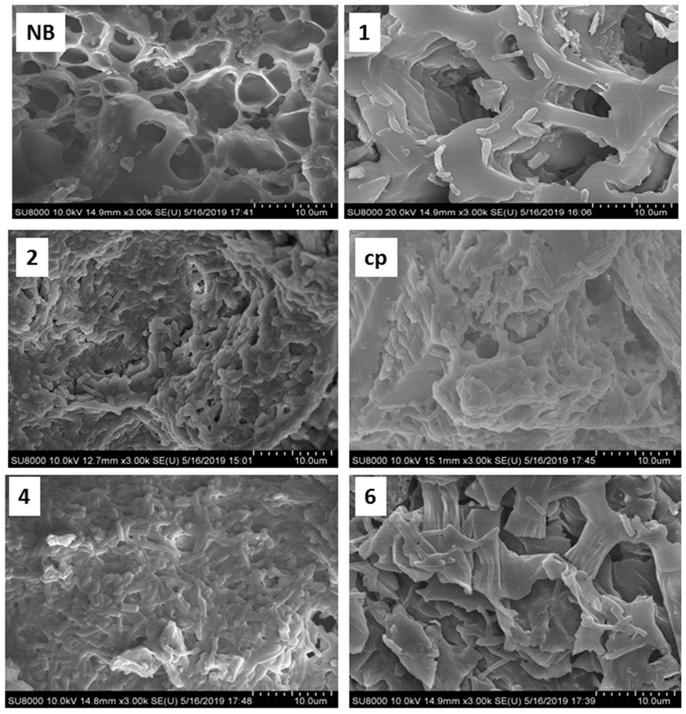 Biology 12 00611 g003