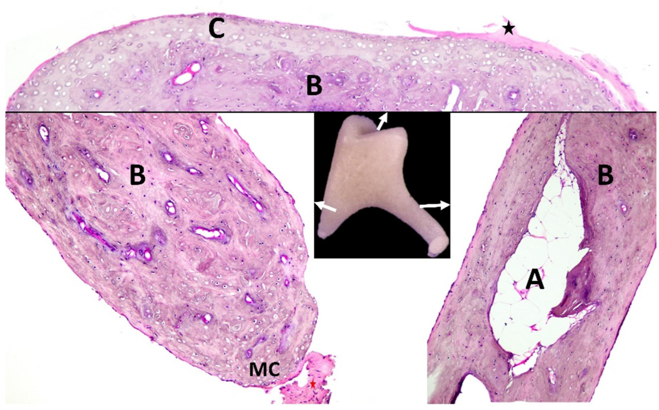 Biology 12 00631 g004 Biology 12 00631 g004