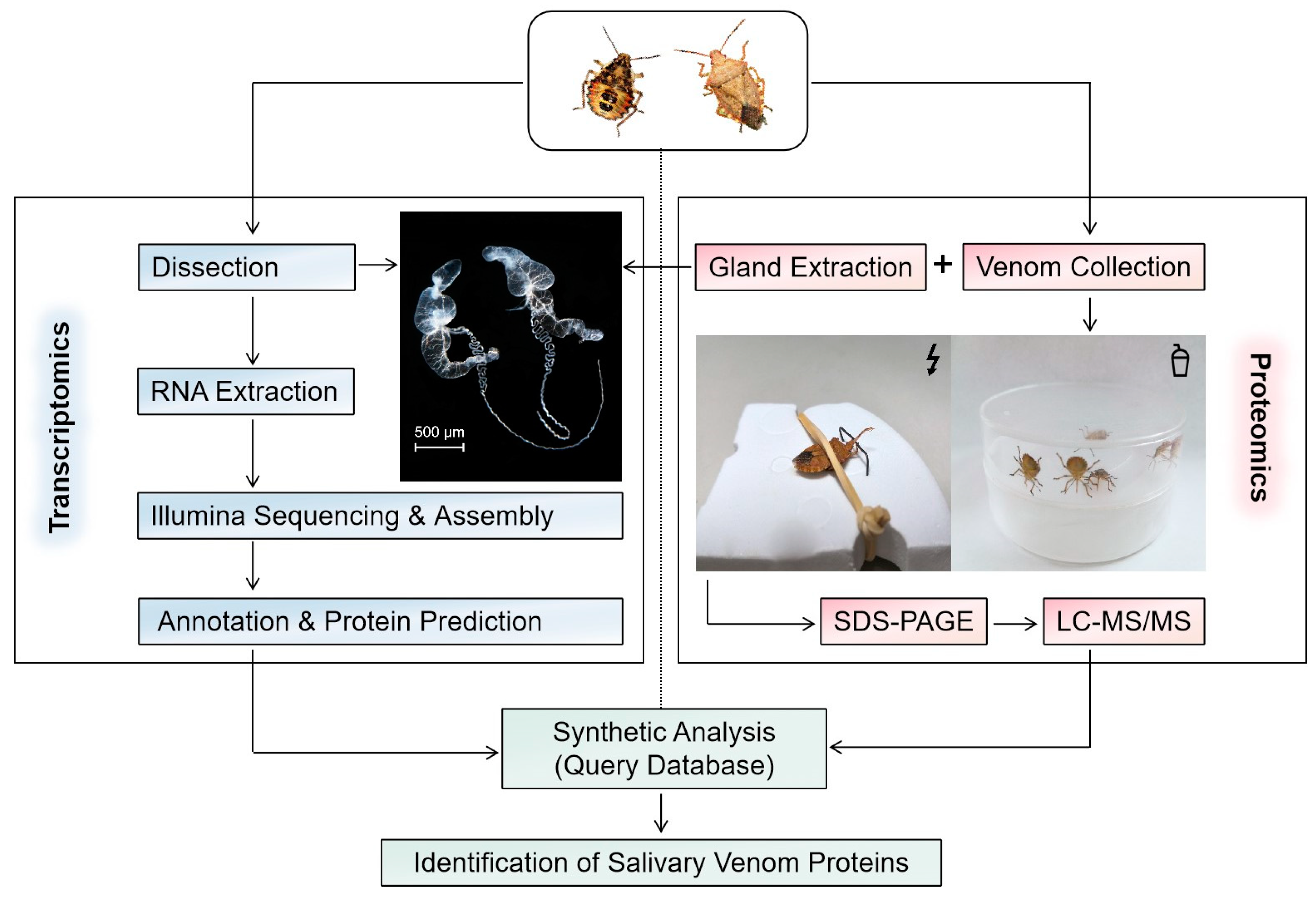 Biology 12 00691 g002 Biology 12 00691 g002