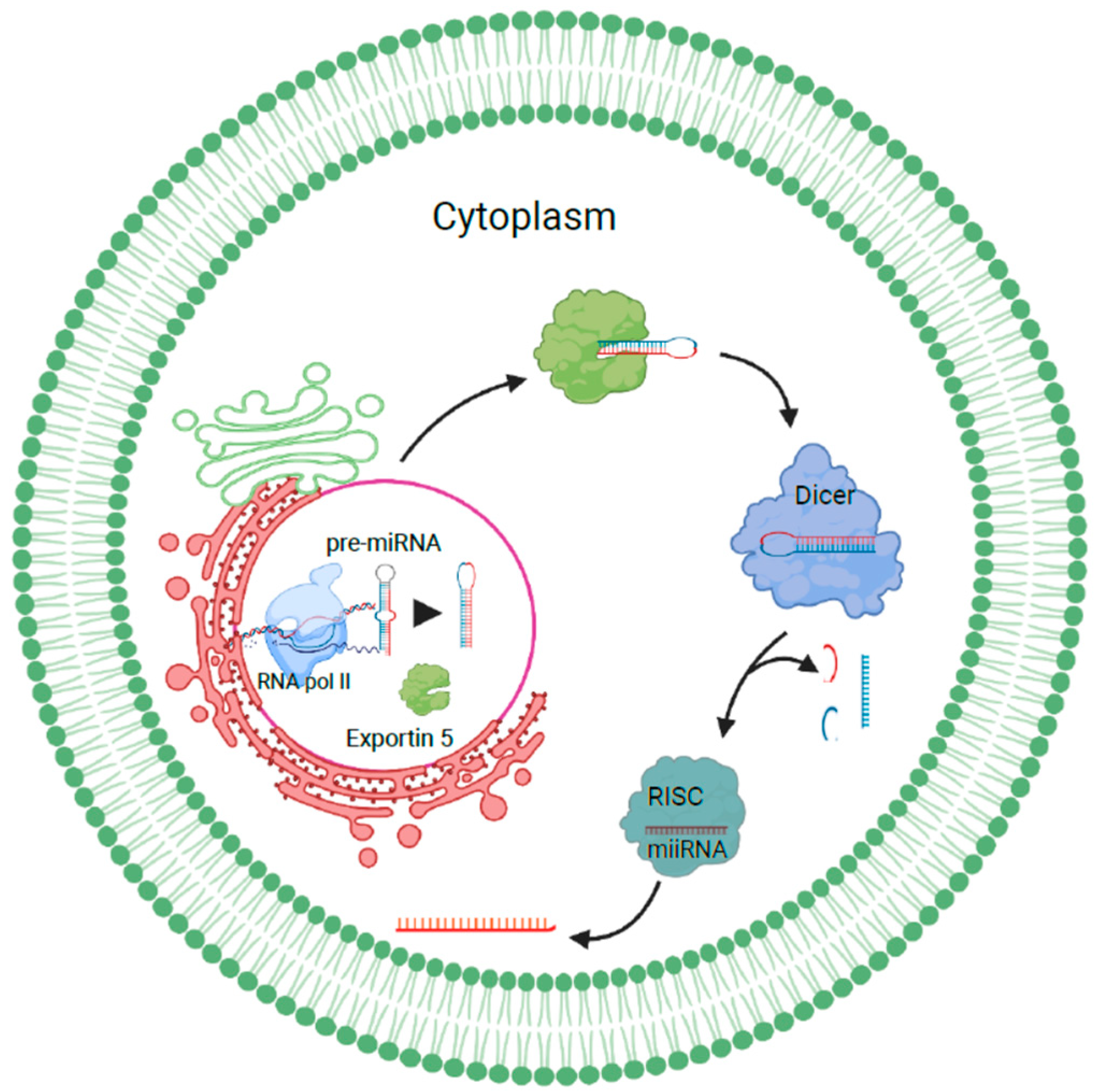 Biology | Free Full-Text | Dynamic Role of Exosome microRNAs in 