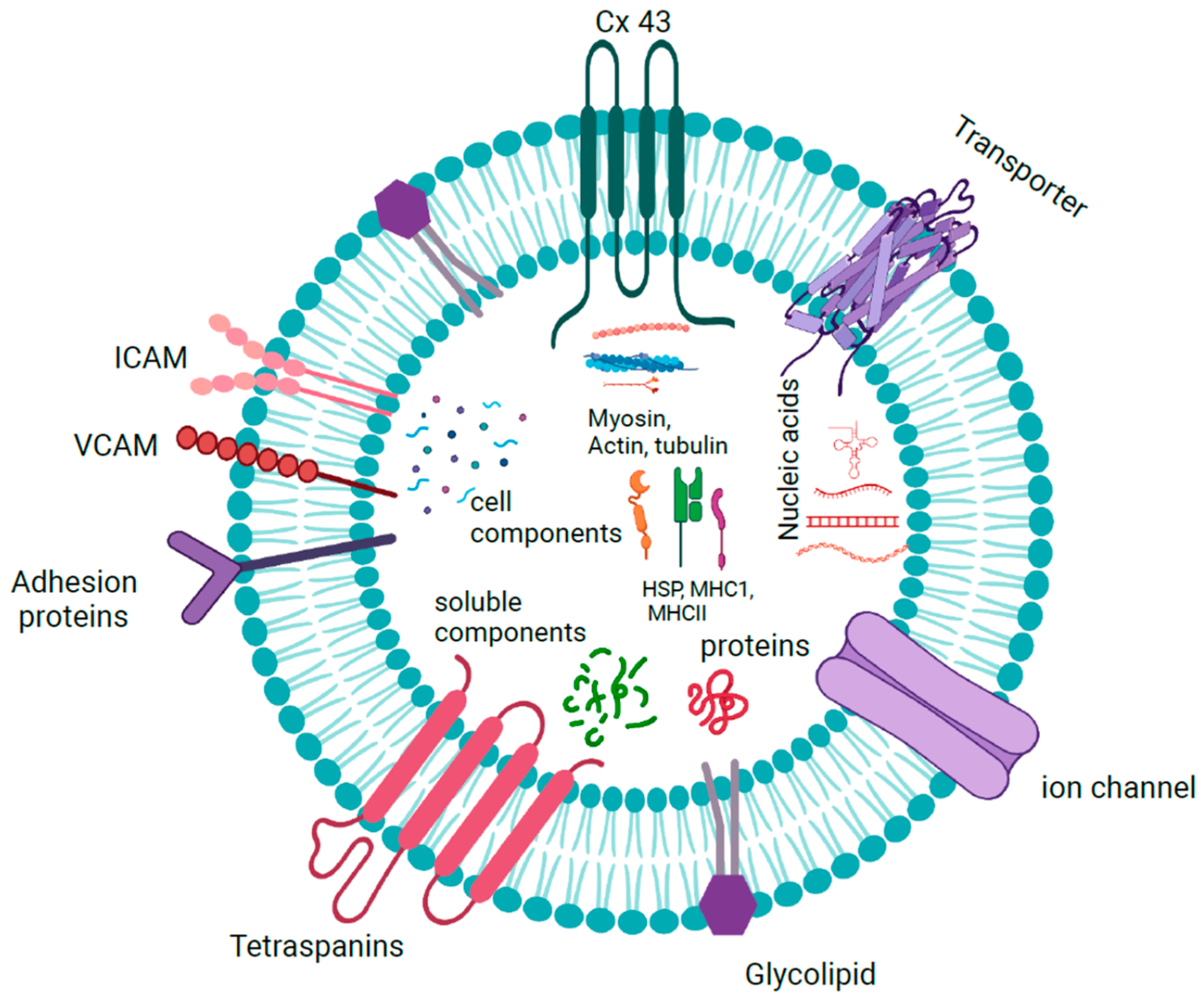 Biology | Free Full-Text | Dynamic Role of Exosome microRNAs in 